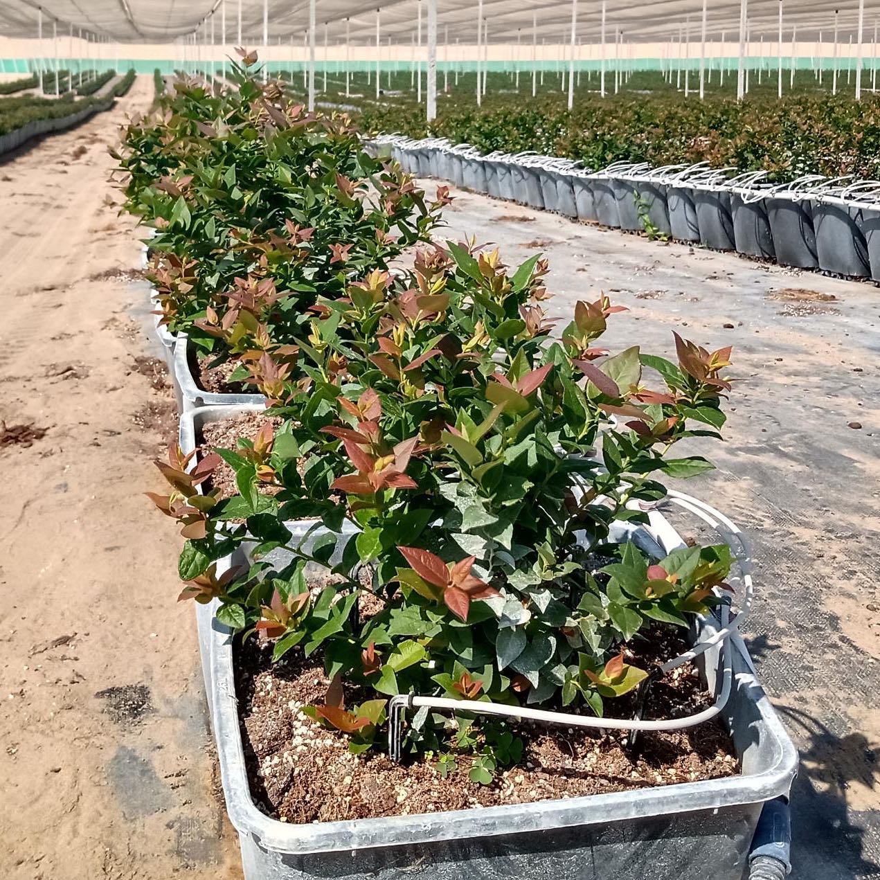 El registro de algunas variables del clima es importante con el fin de predecir enfermedades o plagas en el cultivo.
#agriculturaperuana #arandanos #clima