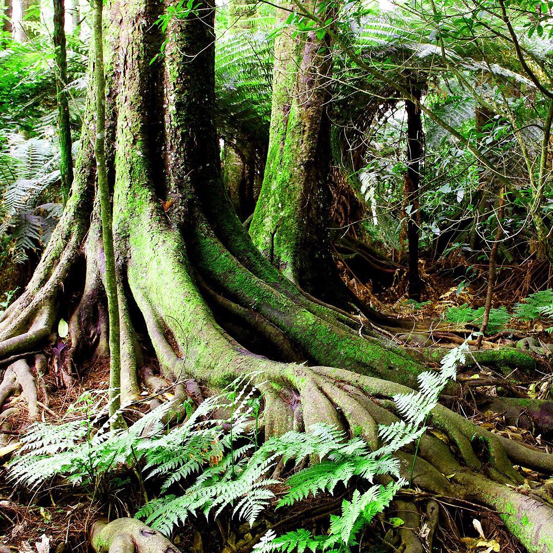 May we all embrace this bit of wisdom and find our path to meaningful contribution. "I suspect that none of us has the capacity to foretell the future of the human race. No one — not psychics, not doomsayers, not intelligent optimists, indigenous shamans, no one. There is a strong case to be made that this is the worst of times, and an equally strong case that this is the best of times; a strong case that everything will collapse into a miserable dystopia and a strong case that we are on the verge of a golden age. It’s impossible to know in any “objective way” which is “truer.” Anyone who asserts they do know is just cherry-picking evidence that rationalizes their emotional bent. The variables are chaotic and abundant and beyond our ken. In the meantime, I'm doing what I can to create a golden age."
-Rob Brezney
One of the easiest ways to increase our global forests is to help plant trees by switching your web browser to @Ecosia to plant trees for free while you search the web. Ecosia.org is the ‘search engine that plants trees’ by donating 80% of their advertising revenue to effective tree planting projects around the world with a focus on biodiversity hotspots.
Subscribe to @_trees_are_awesome for more inspiring nature content and to connect with easy ways to plant trees around the world.
#trilliontreescampaign #trilliontrees #reforestation #generationrestoration #naturebeauty #naturetherapy #incrediblenature #beauty_of_nature #wow_planet #naturegrams #givebacktonature #nature_inspiration #naturemeditation #natureinspiredbeauty #naturelifeearth #mothernaturerocks #naturephotography #jawdroppingshots #planttrees #treephotography #forestphotography #treeloves #loveforests #treeloves #treestreestrees #futureforest #forestlovers #forest #forests #forestsofinstagram