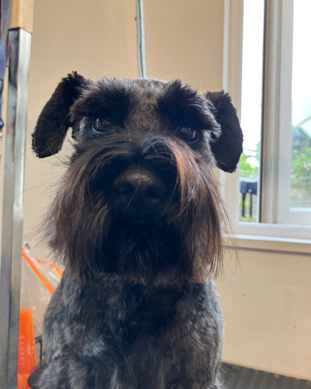 Lovely Lottie ready for the off! 🥰