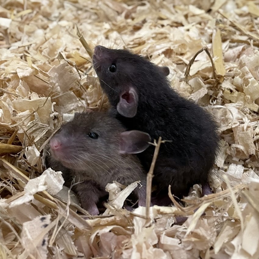 Velveteenie weenies 🤎🖤
Haven’t been active due to work things and taking a bit of a break from the rats. I will be back properly in December.