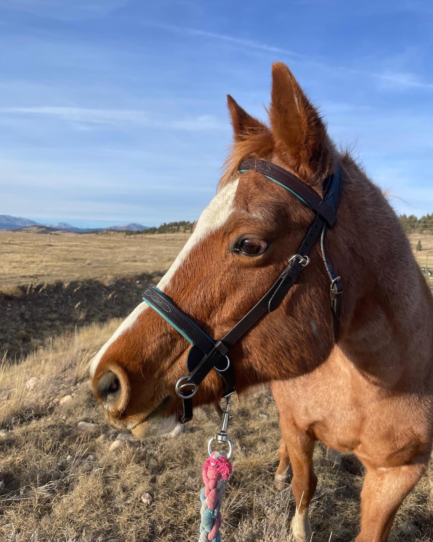 BESPOKE BRIDLES
We offer a huge range of options when creating your own transcend bridle. Our website sells many pre-made bridles already available for purchase. From bespoke sizing, like the bridle above, to various colour options. Most of the colours we offer for padding are limited edition. We also offer a multitude of embellishments to make your bridle stand out from the rest.
If you’ve got some ideas for a bridle you’d like to design, please contact us and we can help you create something special.
#transcendbitlessbridle #doublebitlessbridle #simplesidecue #bitless #freedom #connection #superiorquality #englishleather #equine #horse #pony #bespoke #naturalhorsemanship #equestrian #baroque #horseaddict #equality #tack #biothane #photography #glowup #natural #horsesofinstagram #showjumping #dressage