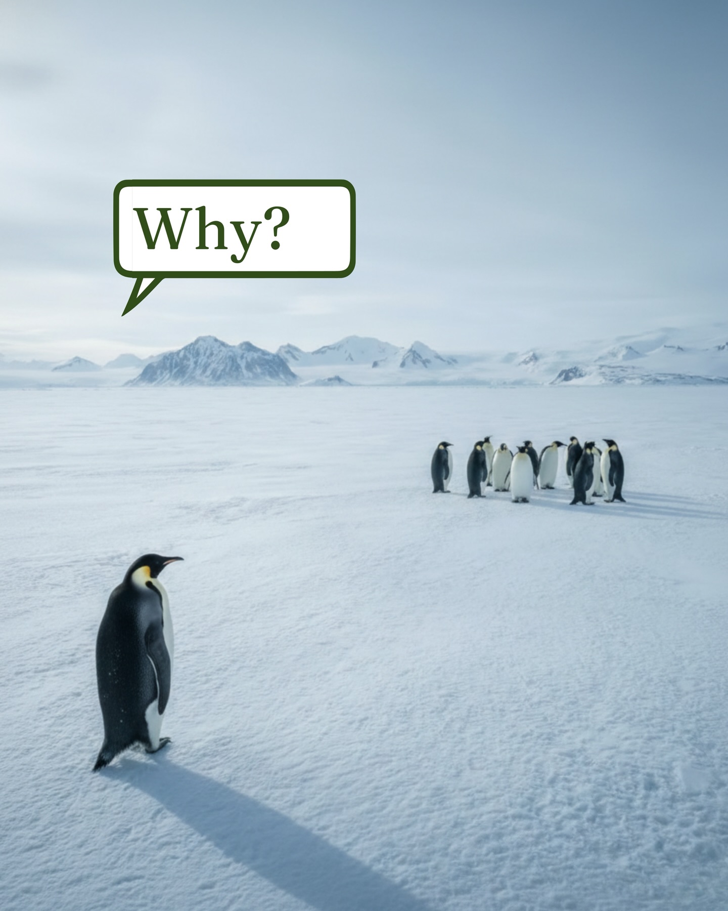 We all wondered where the penguin went…sometimes even the coldest souls look for a little warmth, quietly🩶
#freshcrush #penguin #leftforwarmth #turmericjaggery #healthy