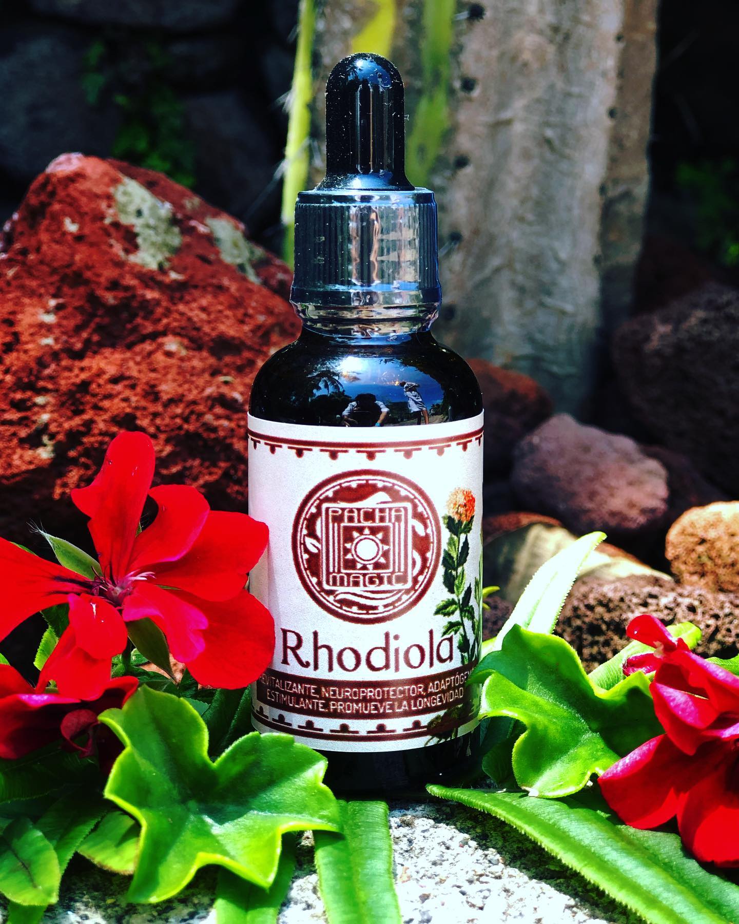 Rhodiola 🌱