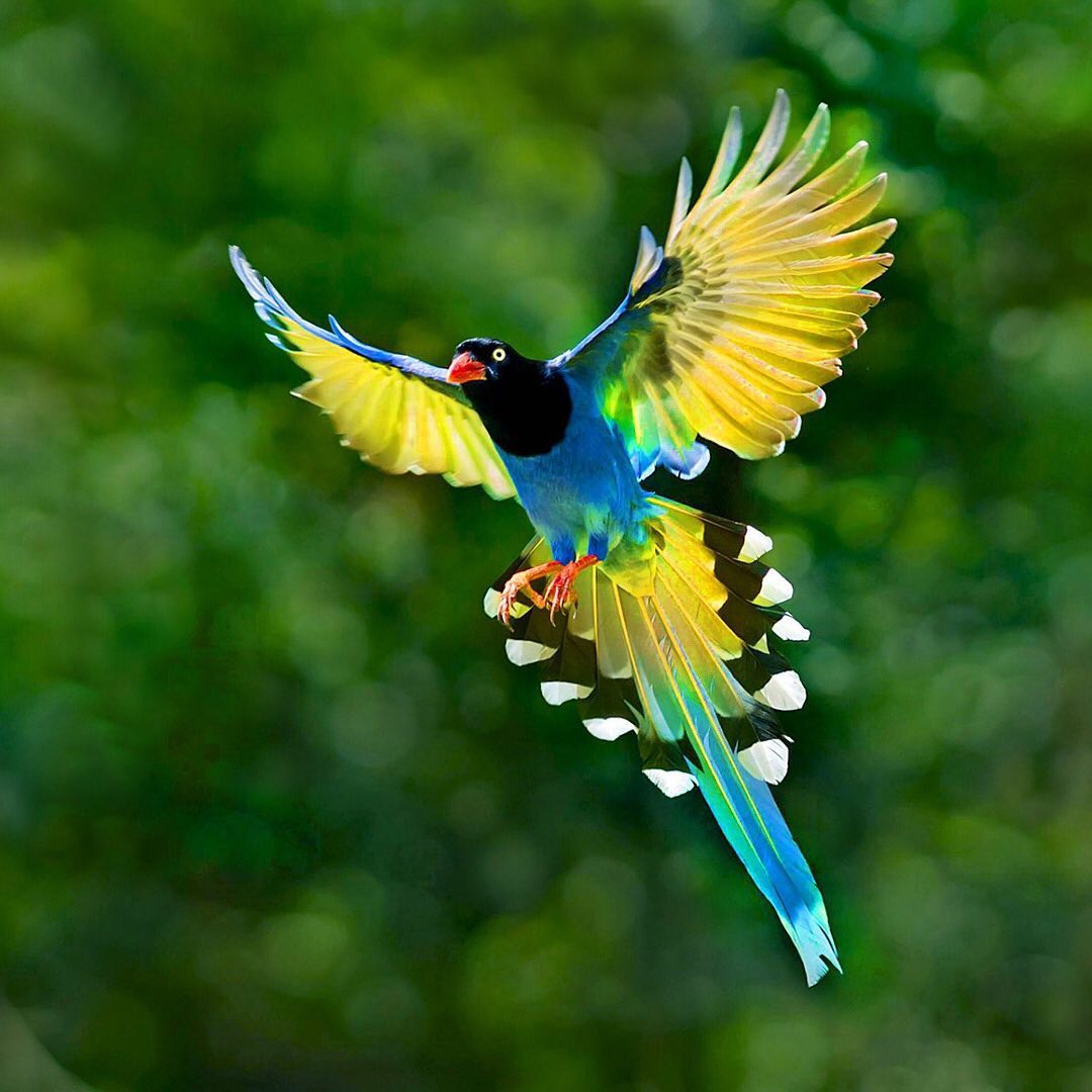 “The benefits birds bring us aren't just cultural. Birds play an essential role in the functioning of the world's ecosystems, in a way that directly impacts human health, economy and food production - as well as millions of other species. When birds travel, they take the seeds they have eaten with them and disperse them through their droppings. They bring plants back to ecosystems that have been destroyed, and even carry plants across the sea to new land masses. Birds have helped to shape the plant life we see around us – and around the world. Habitats like forests, marshes and grasslands affect people across the whole planet, even those living hundreds of miles away – they store carbon, keep the climate stable, oxygenate the air and transform pollutants into nutrients. But without birds, many of these ecosystems may not exist. Birds maintain the delicate balance between plant and herbivore, predator and prey.” www.birdlife.org
One of the easiest ways to help increase wildlife habitat every day is by switching your web browser to @Ecosia to plant trees for free while you search the web. Ecosia.org is the ‘search engine that plants trees’ by donating 80% of their advertising revenue to effective tree planting projects around the world with a focus on biodiversity hotspots.
Subscribe to @trilliontreescampaign for more inspiring nature content and to connect with easy ways to plant trees around the world.
#trilliontreescampaign #trilliontrees #reforestation #generationrestoration #wildnature #wildlife #wildlifehabitat #habitat #biodiversity #wildlifeplanet #birdsofinstagram #birdstagrams #birdslovers #nature_brilliance_birds #birdstagrams #wildlife_inspiration #wildanimals #naturephotography #mothernaturerocks #jungles #junglelove #givebacktonature #nature_inspiration #naturebeauty_pix #naturemeditation #natureinspiredbeauty #naturelifeearth #naturelifeearth #mothernaturerocks #loveforests