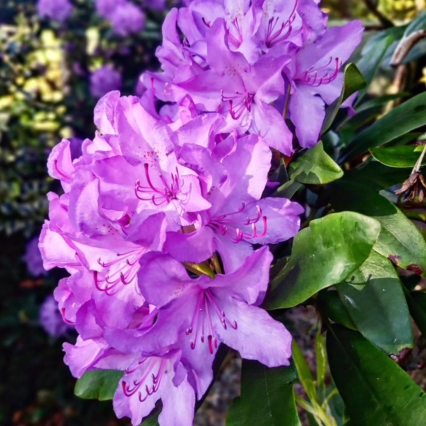Spring garden @thegreenhousesparetreat
Whilst it's Chelsea Flower Show we have really noticed the glorious blooms here... The garden has taken off and become our own Cornish Jungle with more wild flowers than we have ever seen before
💚
'Lowarth' means Garden in Cornish, which was the language spoken here in Cornwall.
Dan and I love finding out about our local heritage and using Cornish words to depict our little slice of heaven and share with you.
The Lowarth was grown from a grass field over the last 37years into this paradise by his parents and now we are the custodians of this gorgeous place.
So much love was put into everything that has been planted here... thanks goes out to his mum and dad 💓
It's utterly beautiful, nurturing your mind, body and soul.
Come to visit and unwind by being at one with nature 🌱
#chelseaflowershow2023
#lowarth
#garden #rhododendron
#blooms #sprung
#custodians
#utterlybeautiful #paradise #heaven #cornish #cornwallinbloom #spa #retreat #transformed #plant #flower #love #greenbeauty #thegreenhousesparetreat