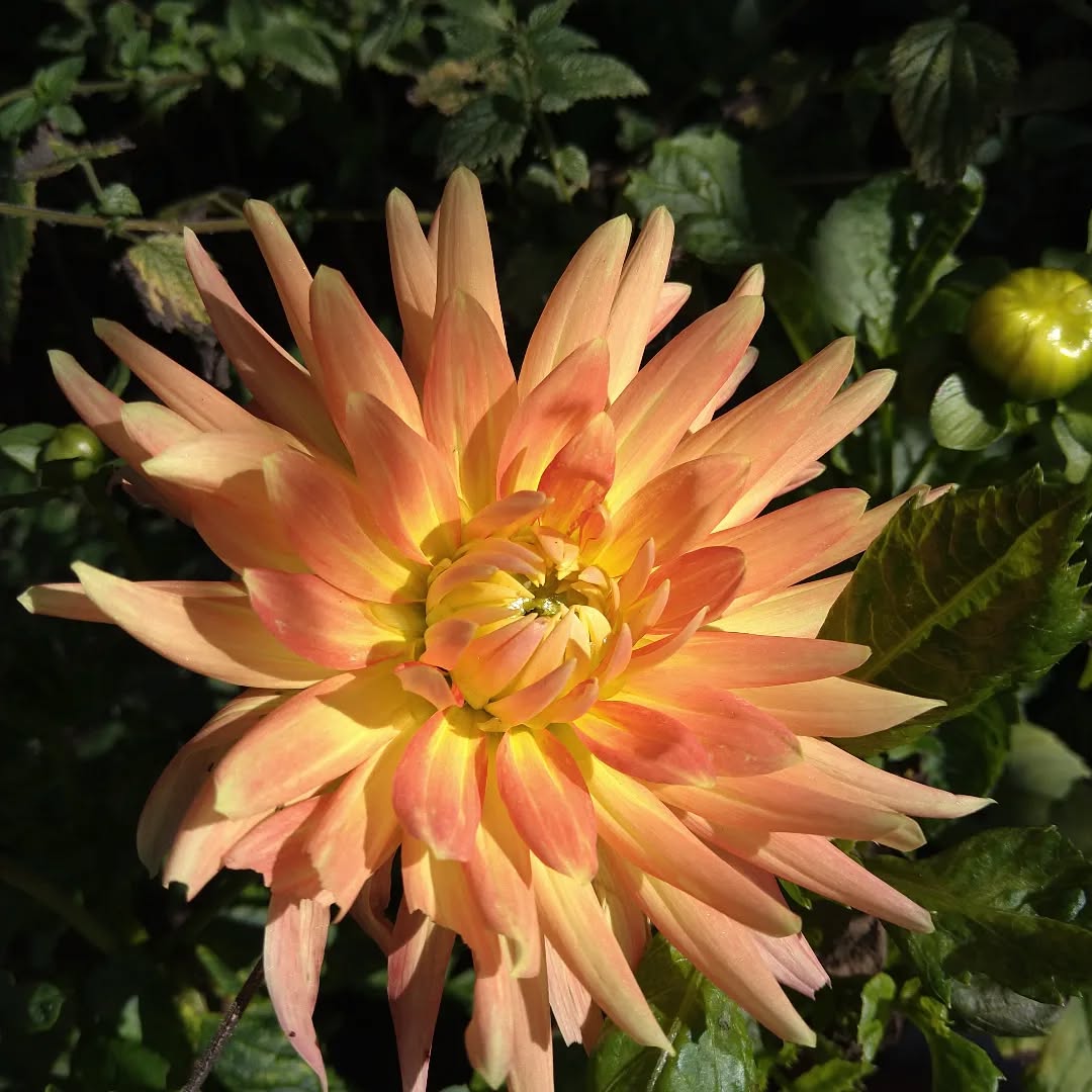 tyncellarcommunityhall #selfcateringcottage #selfcatering #holiday #cottages #margam #porthcawl #bedandbreakfast #inittogether #barnconversion #tyncellarfarm #thebarnbedandbreakfast #inittogetherfestival #farm #farmlife #visitwales #walesadventure #wales❤️#nature #september #wales #flowersofinstagram