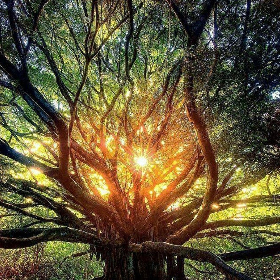Light Glowing Through A Tree
“Long before the great rush to consume wood, people viewed trees as something more than a source of food, shelter, and raw material. Perhaps it was the biological connection through breathing that allowed people to sense the spark of life that we hold in common with trees. Trees became part of human spiritual and cultural traditions as well as one of the most powerful symbols that embody life. Trees served as vivid reminders of the cycle of life, death, and rebirth and they seemed imbued with magic because they simultaneously dwelled in the three realms of heaven, earth, and underworld. Ancestors, other spirits, and even the Divine could be found amongst the trees of the woods. The forest was a place of beautiful mystery and deep transformation. People could sense the subtle energy that moved through the trees because it also moved through them. The connection between humans and the green world was real and central to everyday life.” From the book ‘Whispers from the Woods – The Lore & Magic of Trees’ by Sandra Kynes
One of the easiest ways to increase our global forests is to help plant trees by switching your web browser to @Ecosia to plant trees for free while you search the web. Ecosia.org is the ‘search engine that plants trees’ by donating 80% of their advertising revenue to effective tree planting projects around the world with a focus on biodiversity hotspots.
Photo Credit Unknown
Subscribe to @trilliontreescampaign for more inspiring nature content and to connect with easy ways to plant trees around the world
#trilliontreescampaign #trilliontrees #reforestation #generationrestoration #naturebeauty #incrediblenature #beauty_of_nature #naturegrams #givebacktonature #natureinspiredbeauty #naturelifeearth #mothernaturerocks #naturephotography #jawdroppingshots #planttrees #treephotography #forestphotography #treeloves #loveforests #treeloves #treestreestrees #futureforest #forestlovers #forest #forests #forestsofinstagram #sunlight #sunlightbrilliant #sunbeams #photosynthesis
43w