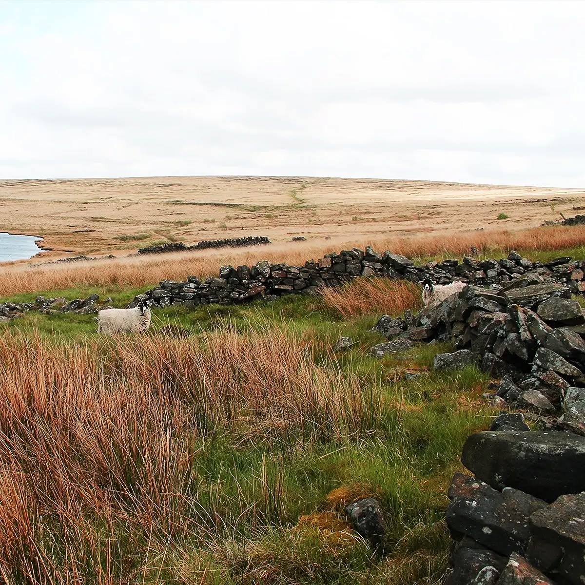 Managing Director and Founder Roger Shepley states "Living and working in an area surrounded by hills and heather clad moors where sheep and lambs roam freely, reminds us on a daily basis of the importance of sustaining our traditional craft but adapting it for modern times and needs".
#shepleyyarns #knitweardesign #textiledesign #yarn #traditionalcraft