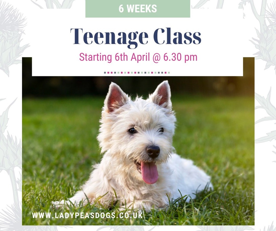 Have you got a dog age 5 months to 2 years? If so then this is the course for you.
We help you turn your teenage dog into a calm and happy family member. So don't miss out as spaces are limited to just 6.
To sign up to this amazing live online course please click:
https://www.ladypeasdogs.co.uk/offers/HQ7ZDsTu/checkout
#dogs #dog #puppy #puppies #ladypeasdogs #teenagedog #teenagedogs #lincolndogtrainier #locationdoesntmatter
