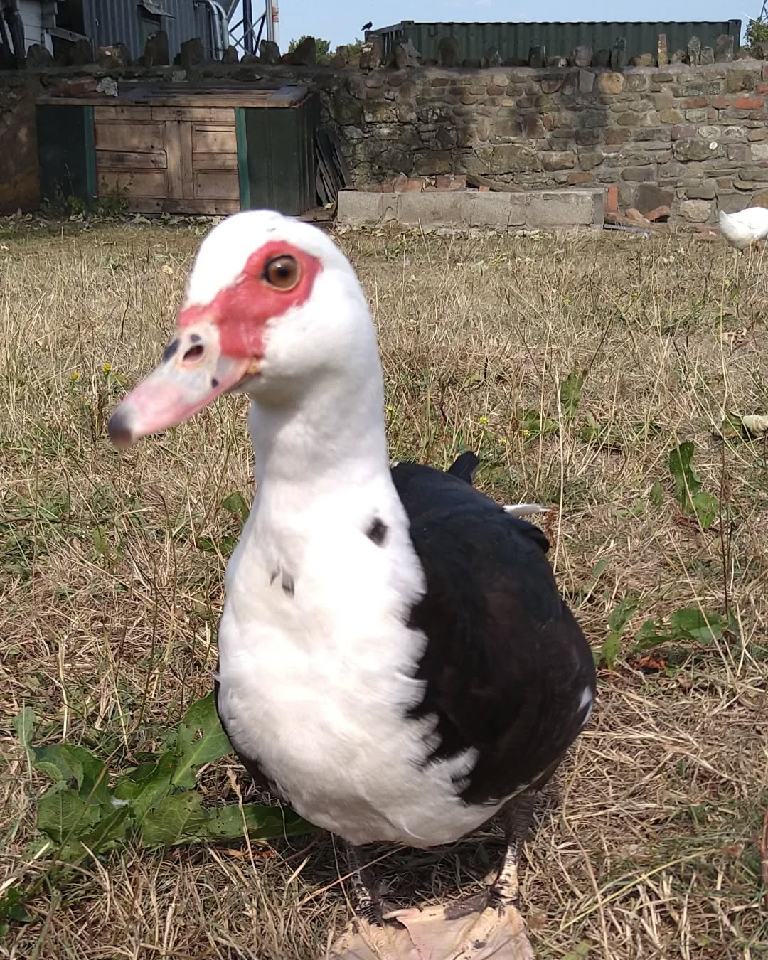 #muscovyduck #tyncellarcommunityhall #selfcateringcottage #selfcatering #holiday #cottages #margam #porthcawl #bedandbreakfast #inittogether #barnconversion #tyncellarfarm #thebarnbedandbreakfast #inittogetherfestival #farm #farmlife #visitwales #walesadventure #wales❤️#nature #august #wales