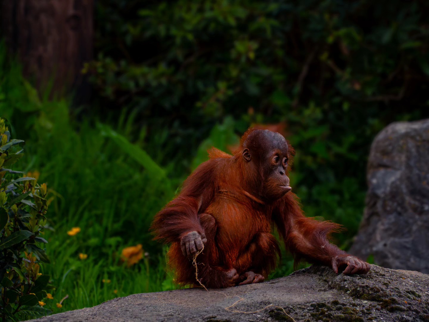 This little guy was probably the highlight of my day on Monday ๐ฅน๐
He was having so much fun rolling around and playing with this piece of string he'd found ๐
#chesterzoo #chesterzoosnaps #naturephotography #naturephotographer #wildlifephotographer #wildlifephotography #zoophotography