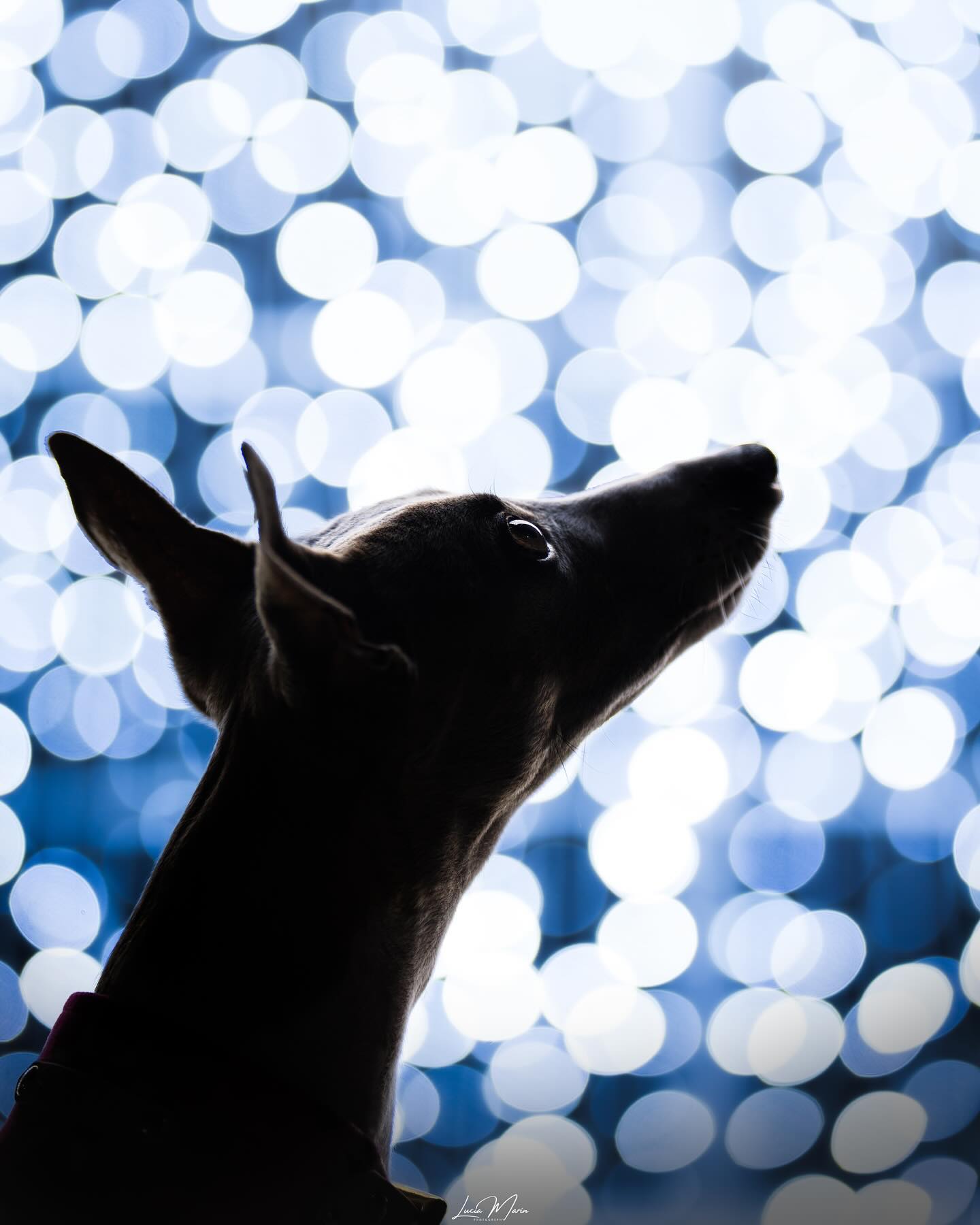 ¡Feliz Navidad a todos!🎄🤍
Voy un poco tarde pero más vale tarde que nunca!
