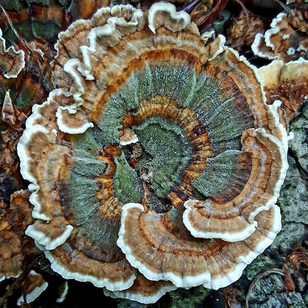 Check Out This Amazing Turkey Tail Mushroom
“There are more species of fungi, bacteria, and protozoa in a single scoop of soil than there are species of plants and vertebrate animals in all of North America. And of these, fungi are the grand recyclers of our planet, the myco-magicians disassembling large organic molecules into simpler forms, which in turn nourish other members of the ecological community. Fungi are the interface organisms between life and death.” ― From the book ‘Mycelium Running: How Mushrooms Can Help Save the World’ by Paul Stamets
One of the easiest ways to increase fungi habitat is to help plant trees by switching your web browser to @Ecosia to plant trees for free while you search the web. Ecosia.org is the ‘search engine that plants trees’ by donating 80% of their advertising revenue to effective tree planting projects around the world with a focus on biodiversity hotspots.
Photo by @the_mushroom_ninja
Subscribe to @_trees_are_awesome for more inspiring nature content and to connect with easy ways to plant trees around the world.
#trilliontreescampaign #trilliontrees #reforestation #generationrestoration #naturelearning #fungi #natureenthusiast #explorenature #nature_brilliance #inspiredbynature #fungilove #fungiphotography #fungilover #fungiofinstagram #mycellium #mushrooms #mushroomsociety #mushroomsofinstagram #wildnature #naturebeauty #beauty_of_nature #wow_planet #naturegrams #givebacktonature #natureeducation #inspiredbynature_ #naturelifeearth #learnaboutnature #mycophile #mycology