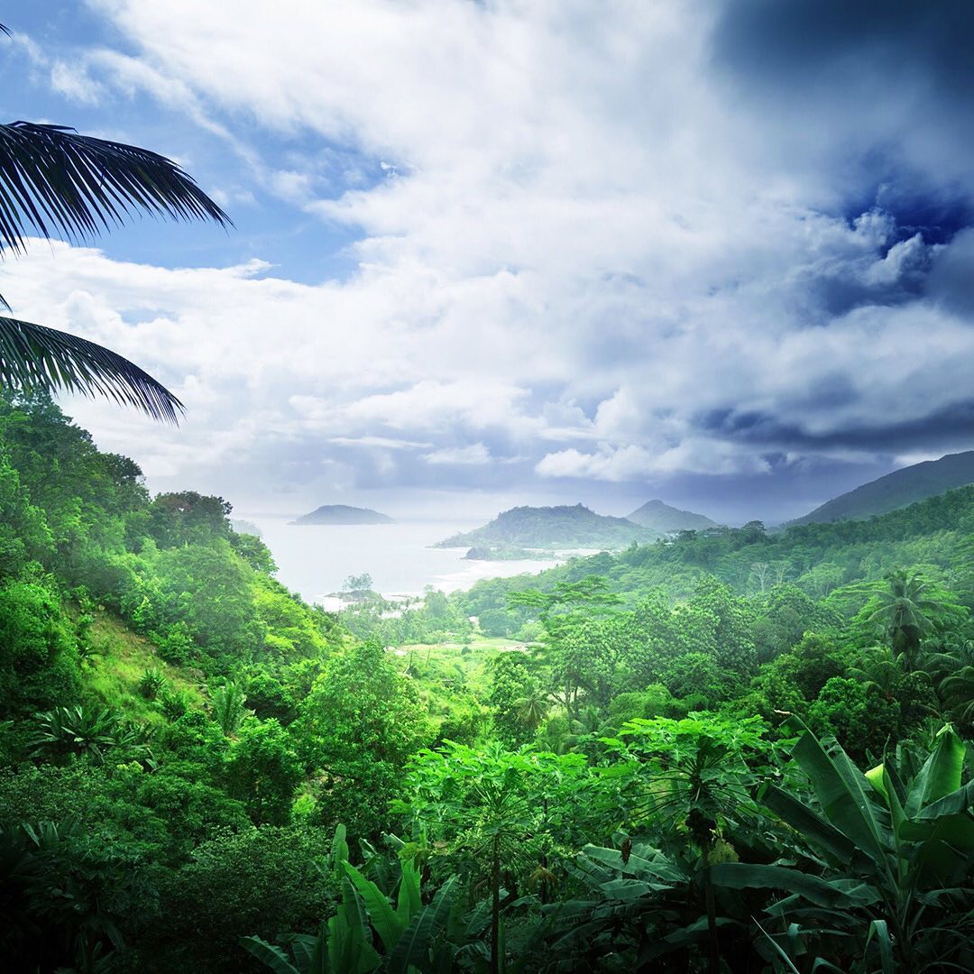 “People are fascinated by the amazing diversity of tropical forests and will be surprised to learn that robust estimates of the number of tropical tree species are lacking. We show that there are at least 40,000, but possibly more than 53,000, tree species in the tropics, in contrast to only 124 across temperate Europe. Almost all tropical tree species are restricted to their respective continents, and the Indo-Pacific region appears to be as species-rich as tropical America, with each of these two regions being almost five times as rich in tree species as African tropical forests.” - www.pnas.org
One of the easiest ways to increase tropical forest cover is to help plant trees by switching your web browser to @Ecosia to plant trees for free while you search the web. Ecosia.org is the ‘search engine that plants trees’ by donating 80% of their advertising revenue to effective tree planting projects around the world with a focus on biodiversity hotspots.
Subscribe to @trees_are_awesome for more inspiring nature content and to connect with easy ways to plant trees around the world.
#treesareawesome #trilliontrees #reforestation #generationrestoration #wildnature #naturebeauty #naturetherapy #incrediblenature #beauty_of_nature #wow_planet #naturegrams #givebacktonature #nature_inspiration #naturebeauty_pix #naturemeditation #natureinspiredbeauty #naturelifeearth #naturelifeearth #mothernaturerocks #naturephotography #jawdroppingshots #treeplanting #planttrees #treeconnection #forestphotography #landscapelove #treeloves #loveforests #jungles #junglelove