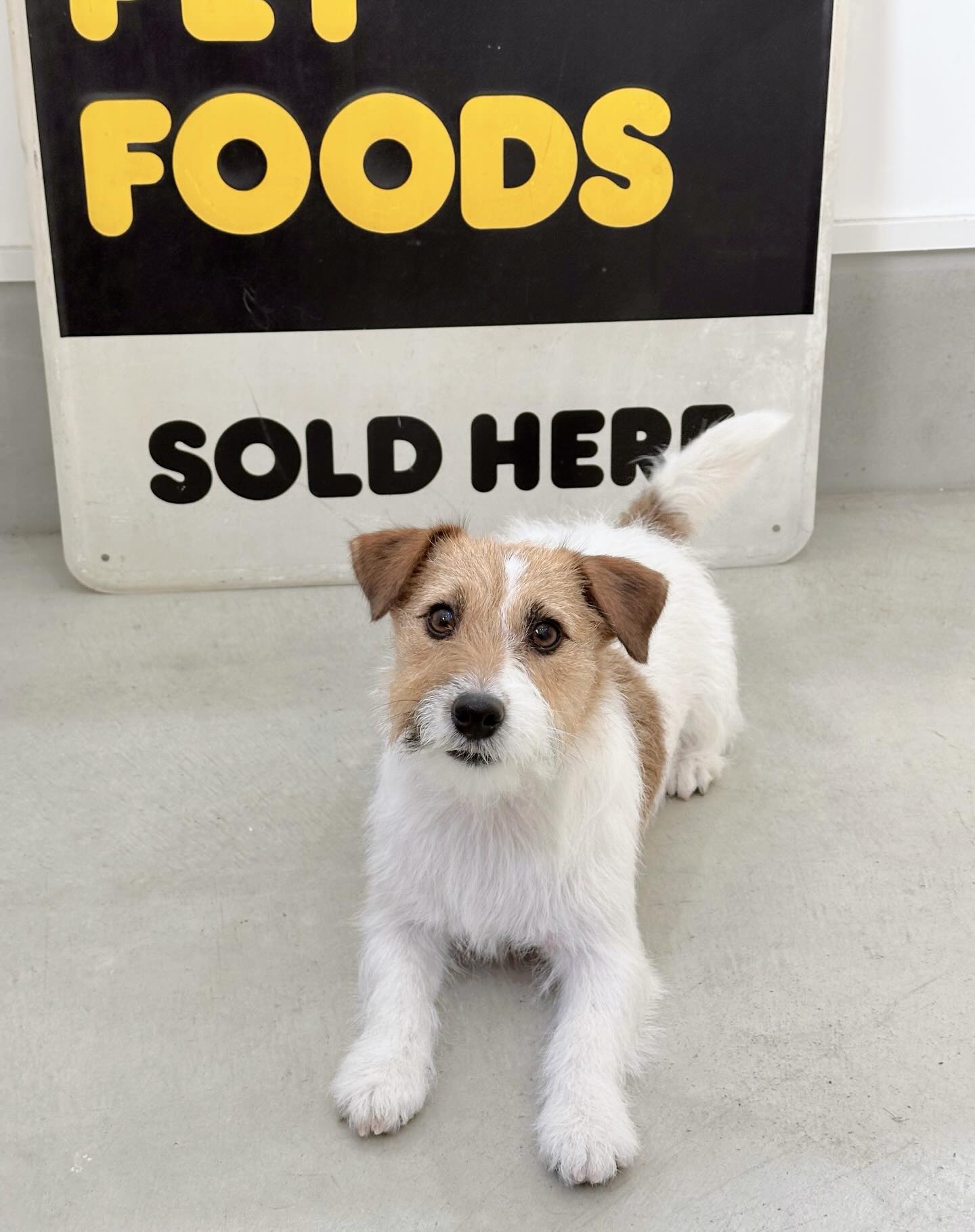 .
ジャックラッセルテリアの椿ちゃん🐶
とっても遊び上手で、ボールを上手に持ってきてくれます⚾️
現在、期間限定でバレンタイン仕様の被り物を付けて撮影中📸
椿ちゃんにハート、とってもよくお似合いです💓
#ドッグサロンイガラシ #DOGSALONIGARASHI #足立区トリミング #北千住トリミング
#足立区ドッグサロン #北千住ドッグサロン #足立区ペットサロン #北千住ペットサロン
#犬の美容室
#わんこビフォーアフター #ジャックラッセル