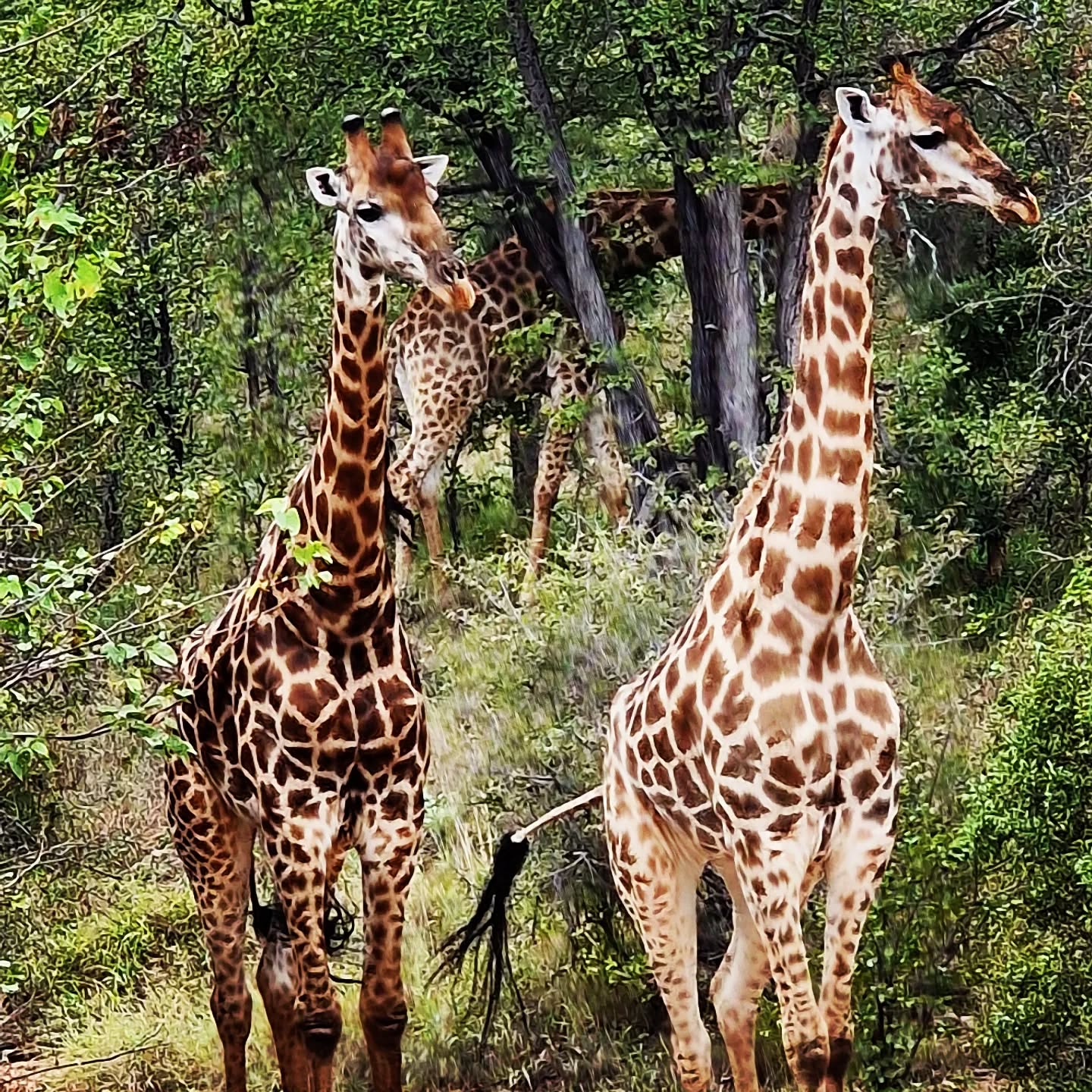 "God made the wild animals according to their kinds..." (Gen 1:25 NIV) #giraffe #southafrica #wildlifephotography #wildlife #wildlifeonearth #wildlifeplanet #creation #scripture #bible #bibleverse #safari #safariphotography #timbavati #animals