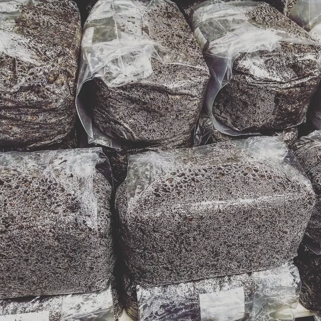 This is a custom order of 40 bags / 2kg, fully sterilised, with injection port. manure+verm+coir+grain+gypsum. Contact us if you want something fancy pants. 🩲 #mushroomcultivation #mushroomgrowing #mushroomlovers #mushroomfarm #mushlove #mushroom #fungilove #fungi #fantasticfungi #substrate #manure #vermiculite #mushroomcompost #manure #coprophilousfungi