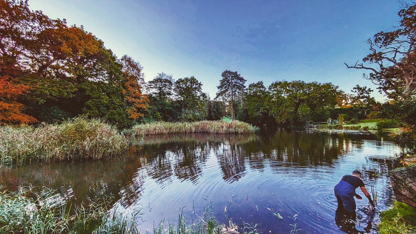 Dan loves getting into a client's lake clearing the reeds away and giving it a yearly tidy-up; it's amazing how quickly it all grows back!
#bloomsford #gardening #garden #gardenlove #outdoors #www.bloomsford.co.uk #lake #reeds #nature #southampton #netley #autumn #autumcolors #loveourjob #wet