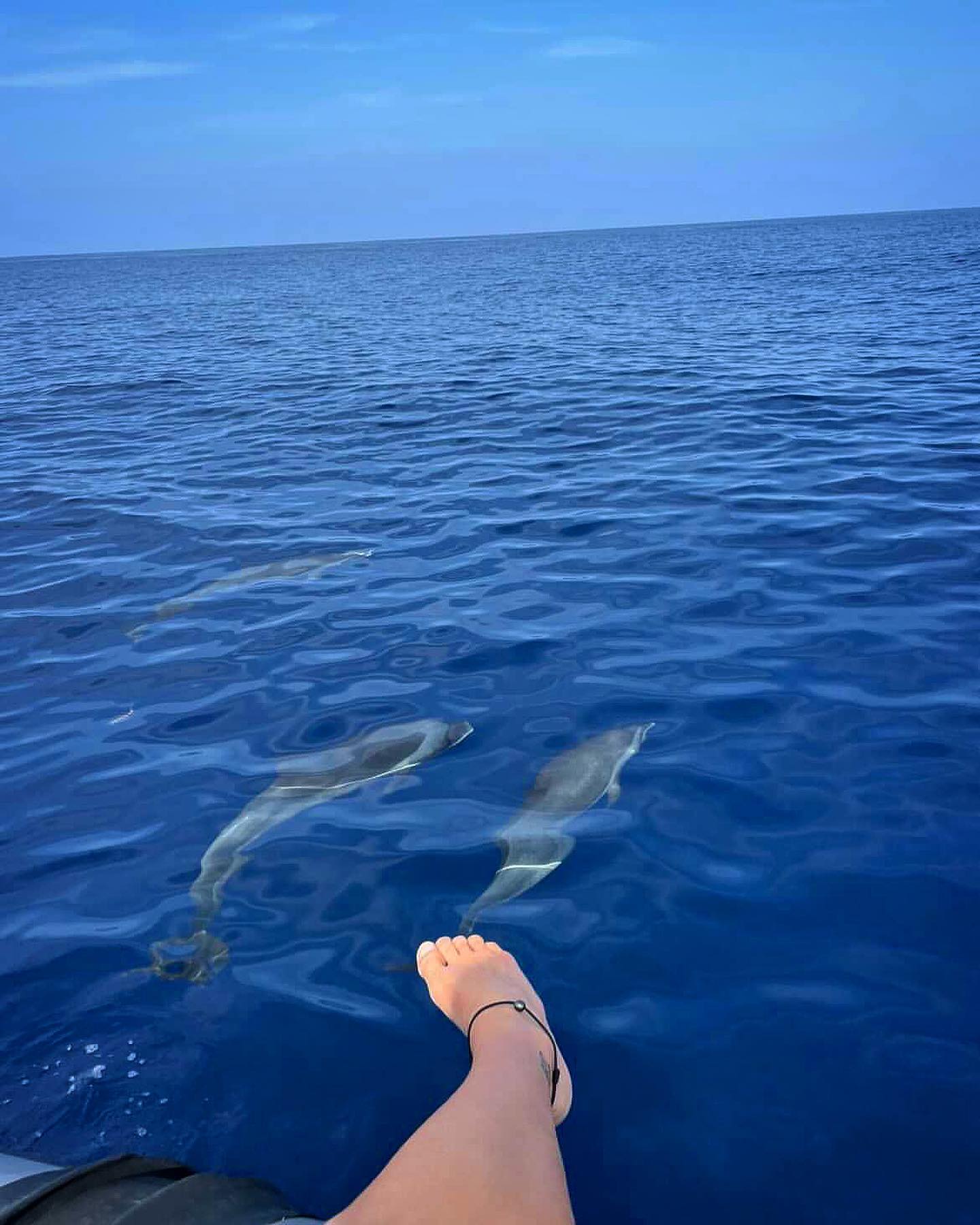 Friends of the day 🐬