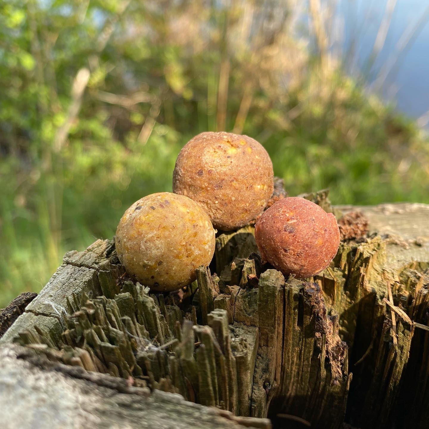 Nu de lente zijn intreden doet beginnen de bestellingen weer op te lopen👌🏽🎣📈.
Geef je bestelling tijdig door zodat we je op tijd kunnen voorzien van verse bollen😁!
2020 hebben we afgesloten met een mooie actie! Dit jaar starten we met een mooie actie🔥!
Tot 11 april krijg je 15% korting op je bestelling en een leuke verrassing👌🏽.
*onze old Skool freezers worden weer volle bak gedraaid op bestelling💪🏼
Groetjes Team Mystery
#karpervissen #carpiste #karpervisser #mysteybaits #scopexsquid #spicysquid #scopex #strawberryfish