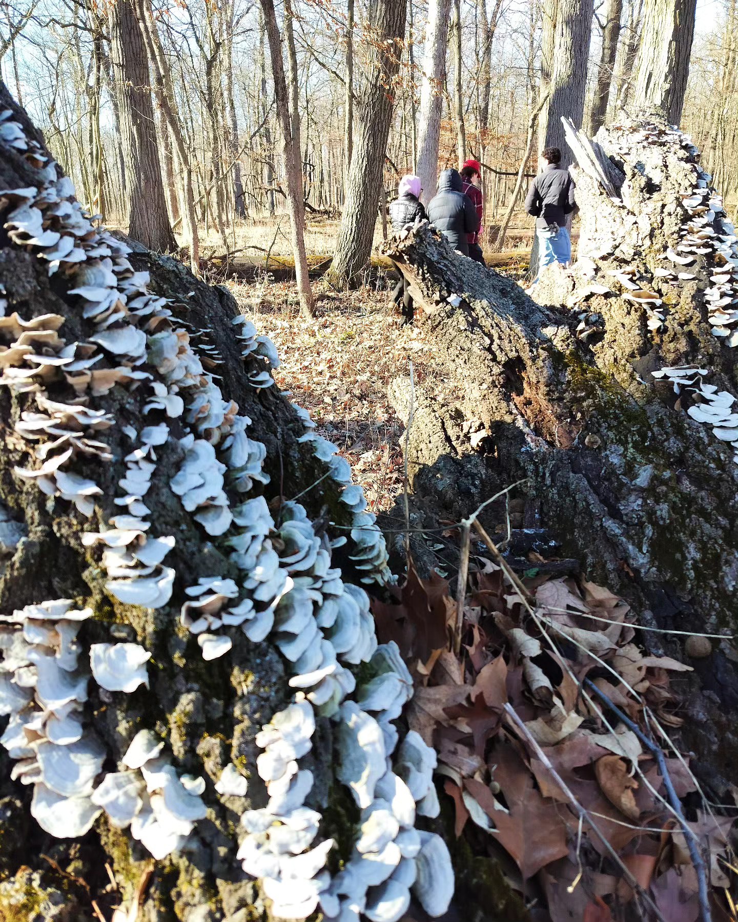 First outdoor lab of the year, in 20*F windy weather. We caged young oaks, marked spongy moth egg cases, and spread native seeds in the flatwoods. Chorus frogs were calling on Feb 28th. Peace, y'all.