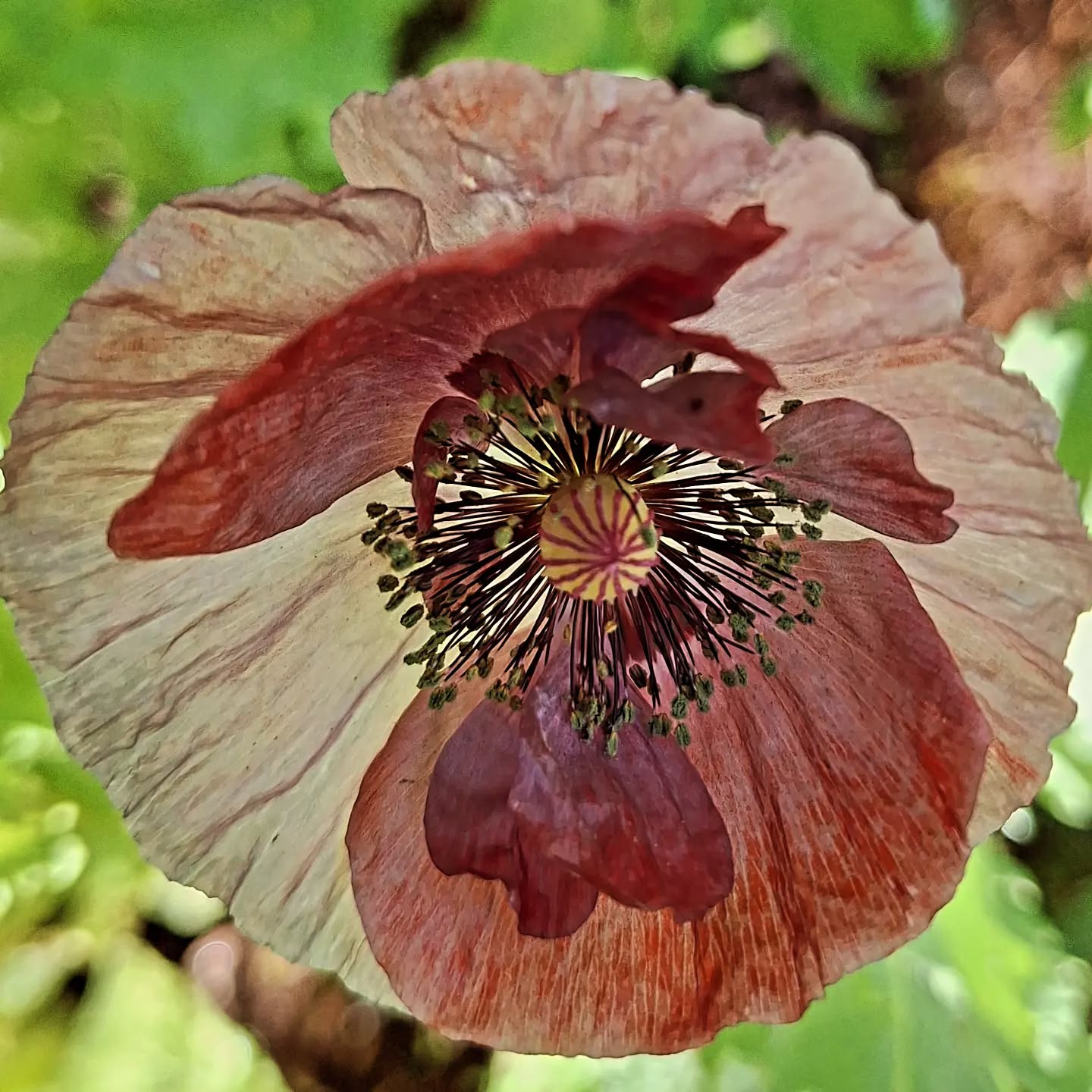My Monday morning pre-workday therapy: a little scything, a few strawberries, and poppy discovery. 🍓❤️
.
.
.
.
.#poppies #mainefarming #womanfarmer #notill ##nodig #sustainablefarming