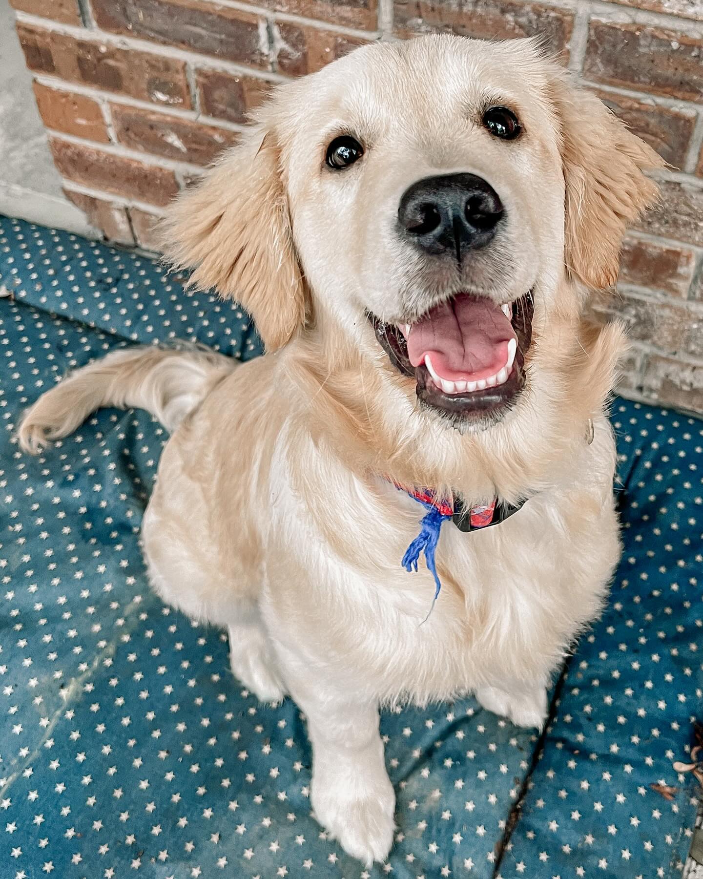 I loved hearing “this was so much fun” as I was leaving this golden girl’s house last night. Her Guardian (who has used other training approaches in the past) was overjoyed at the end of our session. Overall, incorporating fun into dog training not only makes the process more enjoyable for both you and your dog but it also enhances the effectiveness of the training and strengthens your bond.🐾💘 🐾