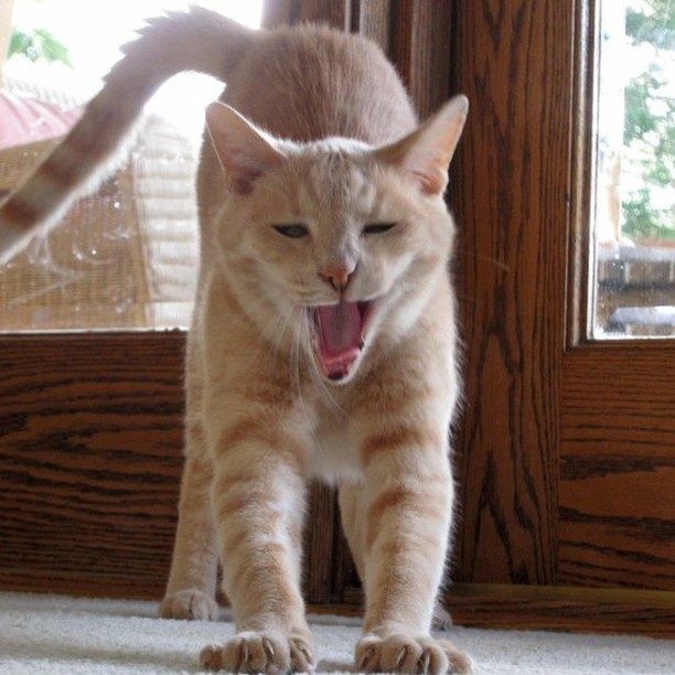 Hank stretching it out!
