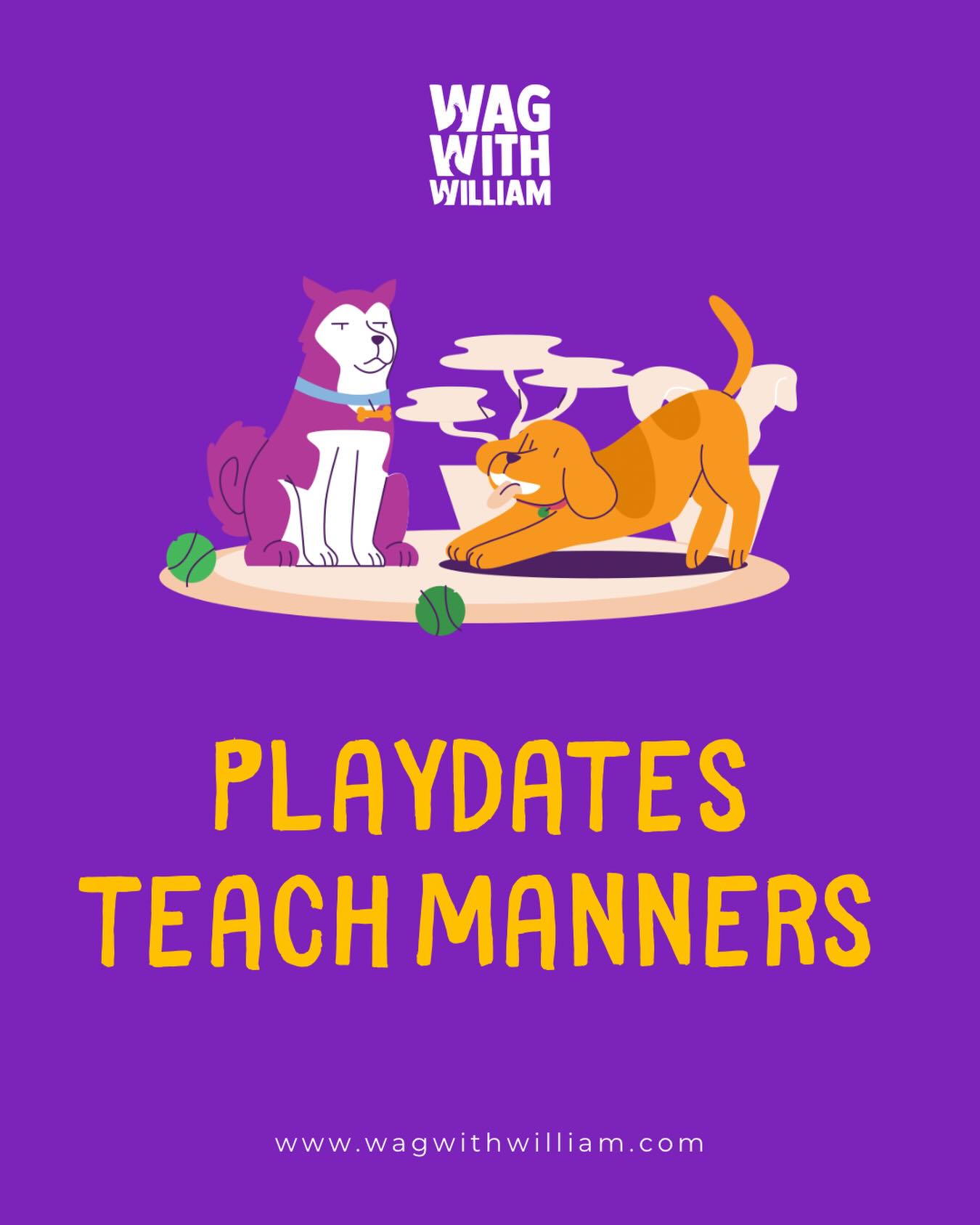 Playdates teach dogs when to pause, not just when to play. 🐾💫#WagWithWilliam #FearFreeTraining #PositiveReinforcement