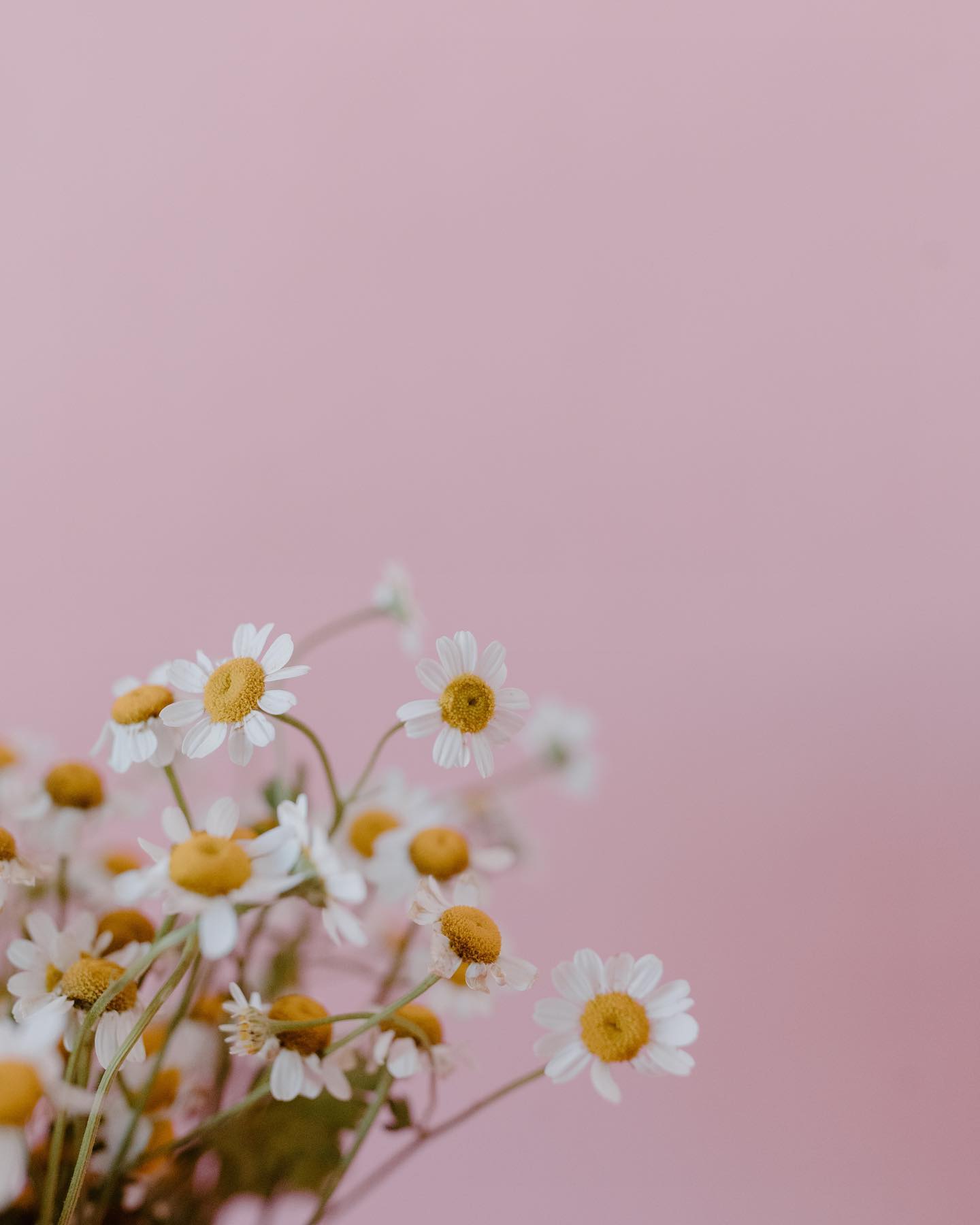 Chasing calm, one chamomile at a time! 🌼✨ Say goodbye to stress and inflammation with this floral powerhouse. Sippin' on chamomile tea for inner zen, while letting its anti-inflammatory magic work wonders on your skin. And guess what? Chamomile extract takes the spotlight in the anti-aging serum at MasVidaOfficial.com, giving you a double dose of glow inside and out! 🍵🧖♀️✨
