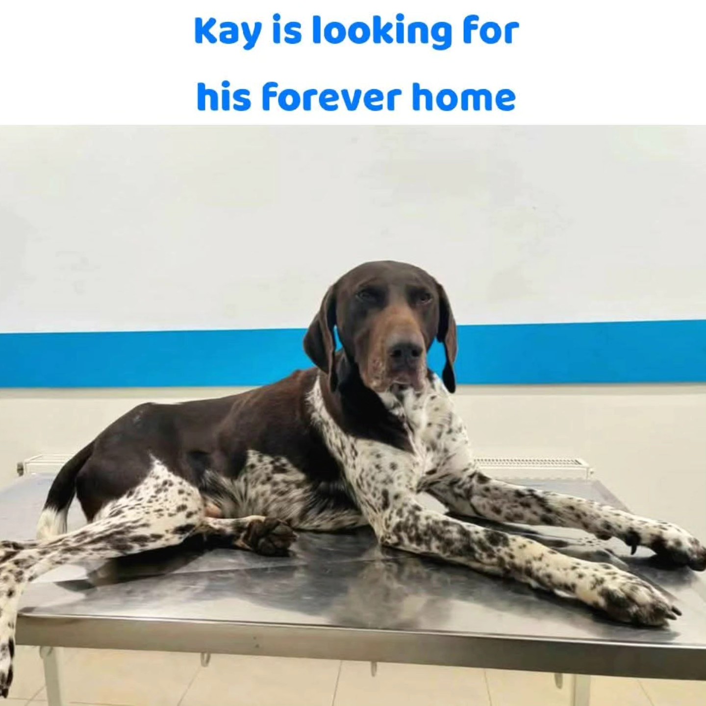 Thank you very much for your wholehearted support
❤️🐾Debbie Jonkhart
€7,68
❤️🐾Karin Heymen
€15,35
❤️🐾Monique Voeten
€51,18
❤️🐾 Steffi Albruschat
€25,59
❤️🐾Astrid Koopman-Blom
€25,59
❤️🐾Jeanette Becker
€25,59
❤️🐾Rene Neuburger
€5,12
❤️🐾 Linda Lispet
€10,24
❤️🐾Kees Visser
€10,24
❤️🐾Laura Wijts hondenuitlaatservice de Bollenstreek
€10,24
❤️🐾 Janka Noordzij
€5,12
❤️🐾 Vanja Boltek
€10,66
It means a lot💝
Contact via email: gsprescuehr@gmail.com
Website: https://www.gsprescuehr.com/nl/contact.
#dontshopadopt#gspoftheday #gspcommunity#germanshorthairedpointerlovers #germanshorthairedpointerlovers #pointerlovers #gspcommunity #pointerlove #germanshorthairedpointer #birddog #pointersofinstagram #gsprescue #gspworld #gsp #gsplife #gsploverig #gsplovers #gspsofinstagram #gspuniverse @lydia_lidach #rescuedog #rescuedogsofinstagram #rescuedismyfavoritebreed#deutschkurzhaar