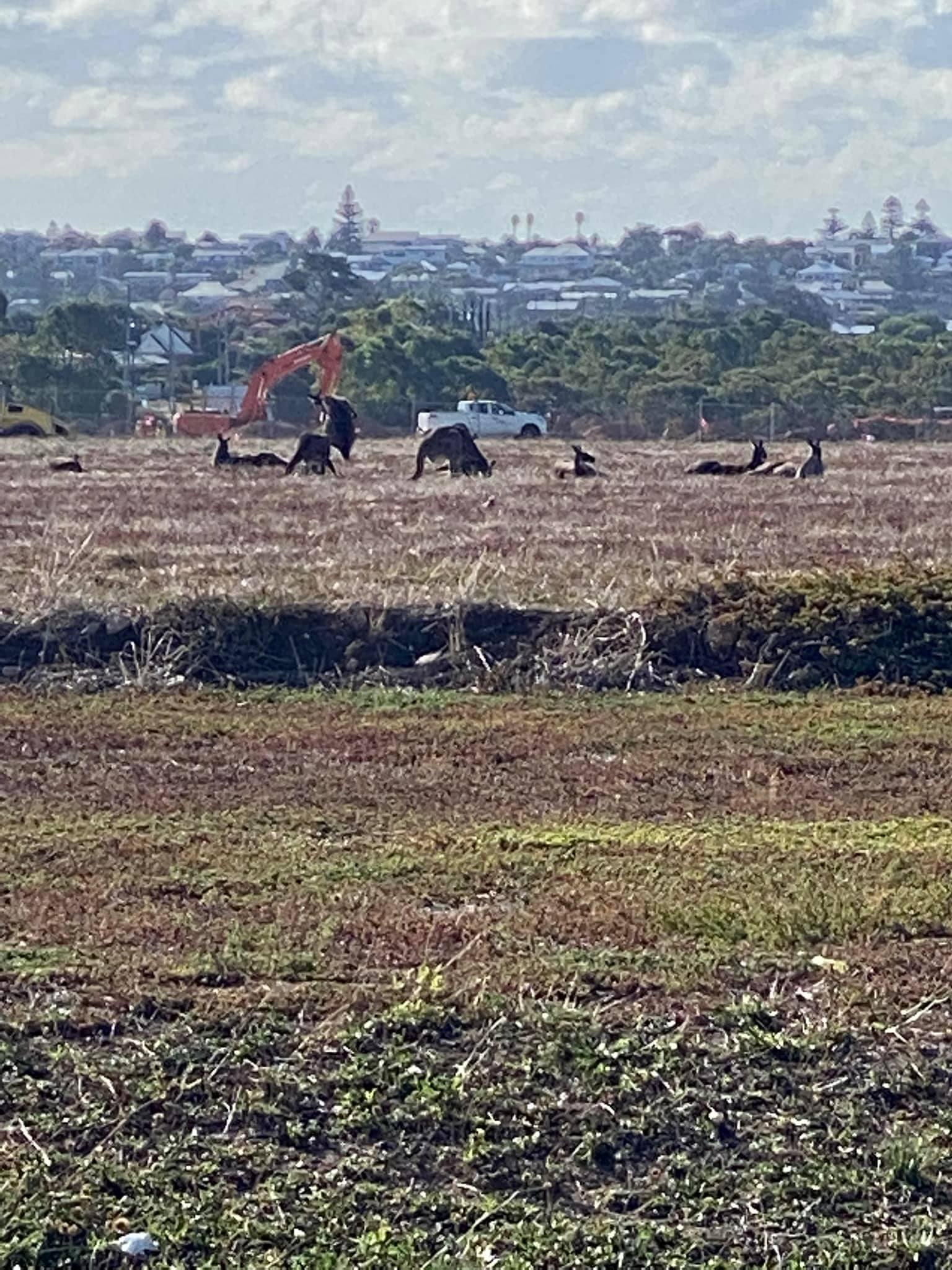 The new neighbours … 🦘🦘🦘