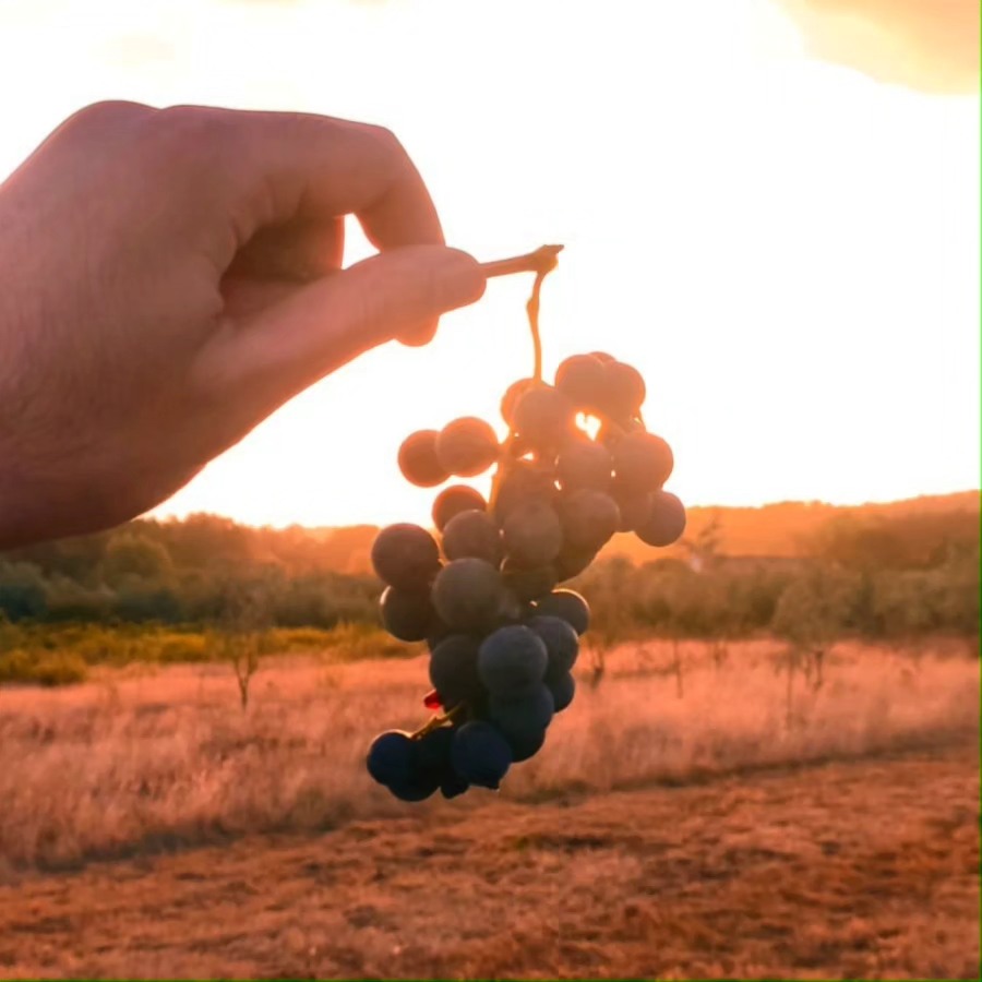 ~ grape season ~
📸@jose.pedro.h