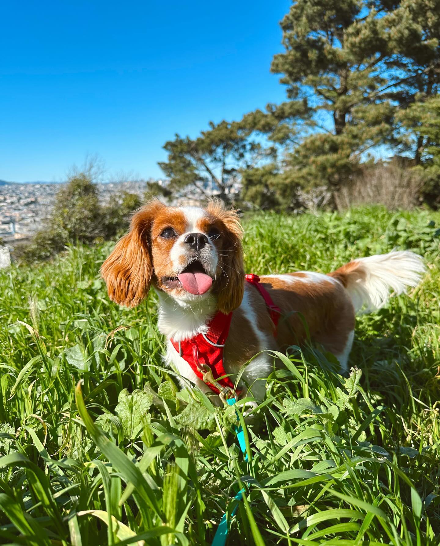 Sosuke 👅 #dogboarding #sanfranciscodogs #sfdogs