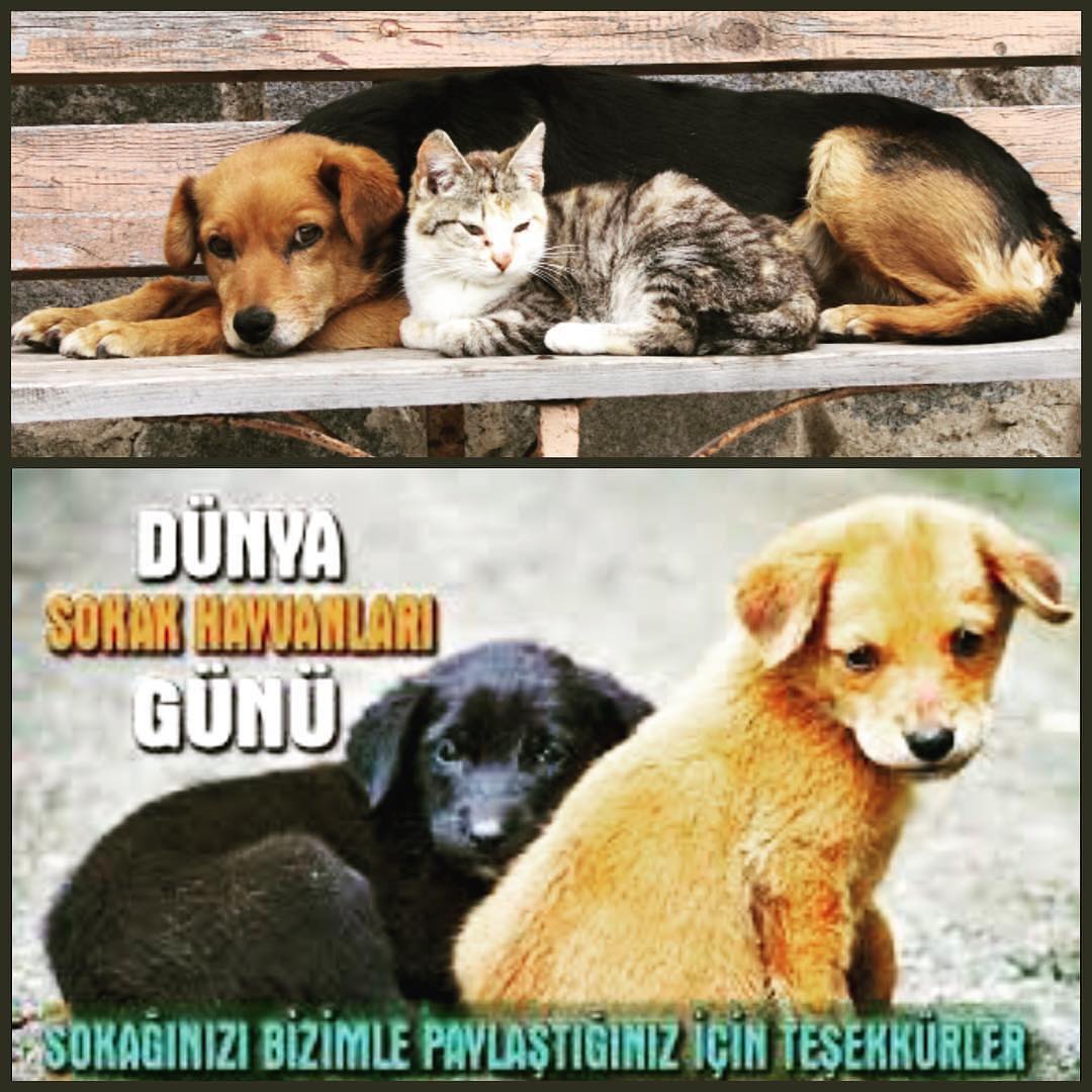 4 Nisan Dünya Sokak Hayvanları Günü ♥️ (Aslında her gün!) 🐾🐾🐾🐾🐾 #kedi #köpek #hayvansevgisi #hayvanlar #sokaktakidostlar #sokakhayvanlari #sokakhayvanları