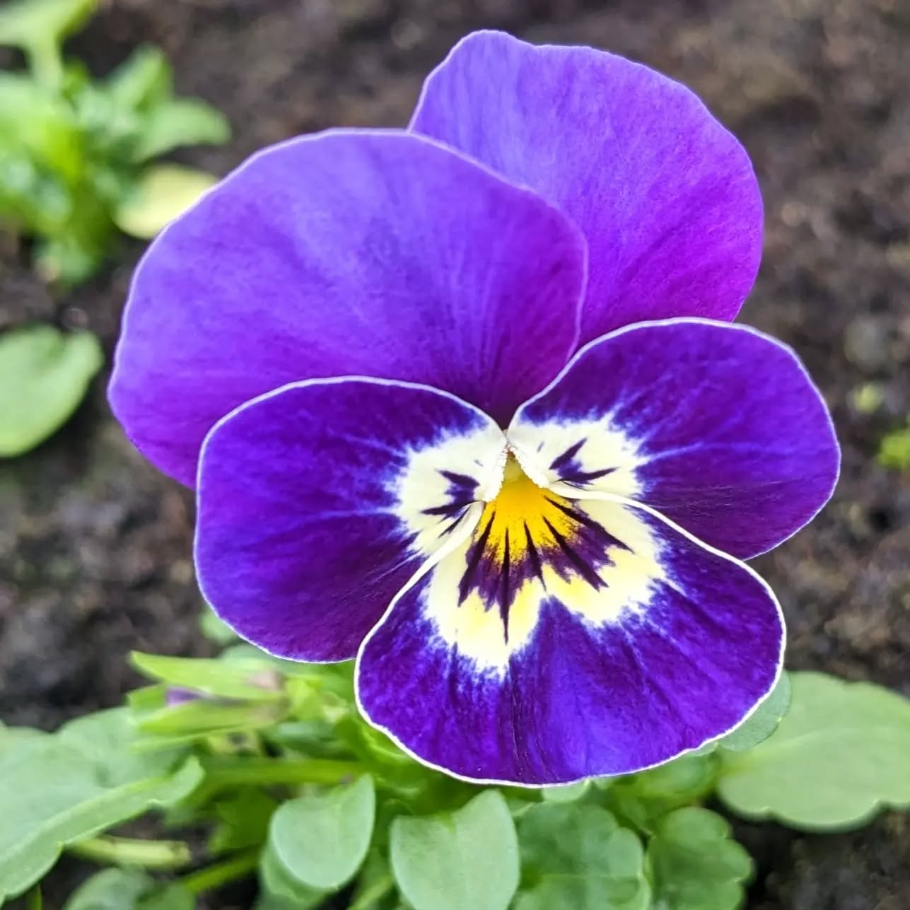 'Oh, that pretty Viola, she pleaseth the eye and gladdens the heart.'
The beauty of these ever generous flowers never ceases to amaze me. How such a tiny plant can produce a bloom so unashamedly vibrant during these cold grey days, will always make me smile.
Bring on the spring!
.
.
.
.
.
.
#viola
#spring
#springday
#edibleflowers
#flowers
#springflowers
#devon
#devonflowers
#flowersofinstagram
#flowerslovers