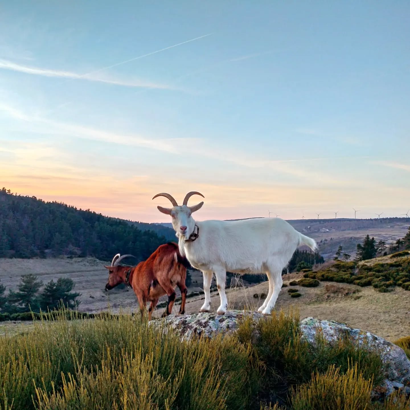 Le large, l'horizon, le vide autour de moi et nos deux bibis qui profitent d'une douceur printanière. Croquette heureuse de cet hiver sans neige. Nous pas forcément, à savoir si la saison nous réservera encore des surprises. Les renards sont déjà en quête d'amour, les oiseaux chantent le matin et oui, déjà un papillon ou deux qui se trompent de saison. À 1270 m d'altitude le printemps devrait être encore bien loin.
#douceurdevivre #naturallife #petitparadis #changementclimatique #montagneardechoise #auclairdelasource #lanarce