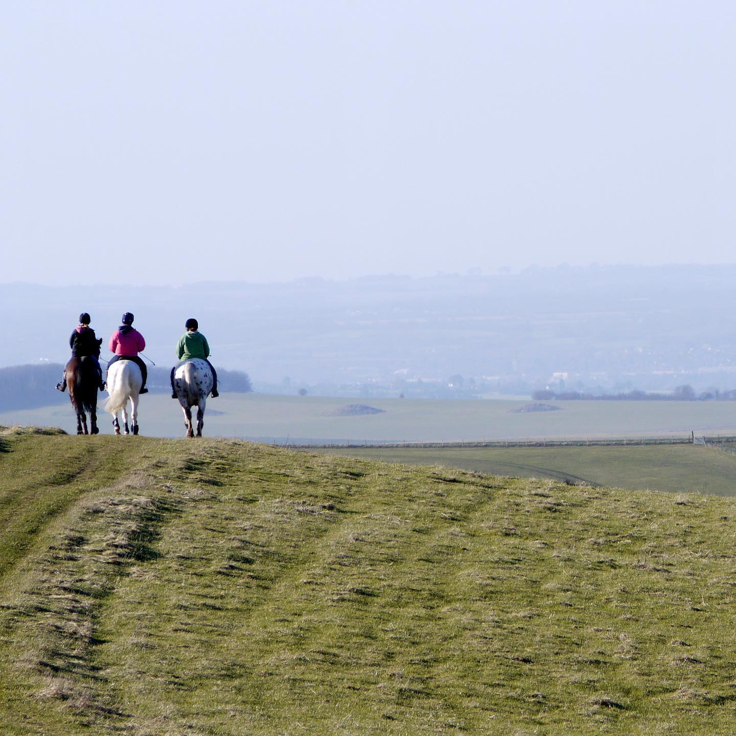 Here's some nuggets of knowledge about the General Purpose Saddle... 🤓 ⠀
⠀
➡️ These saddles are ideal for the beginner or intermediate rider who has just bought their first horse and enjoys various types of riding. ⠀
⠀
➡️ They are sturdy with flaps that are cut forward and can accommodate the rider well for basic jumping, dressage and hacks or hunts in the country with small jumps. ⠀
⠀
➡️ Riders balance well on these saddles and there are no pads at the front of the saddle for the knee. They are often used in riding schools because there are so many riders of different abilities and sizes that ride there. This is a practical all-rounder!⠀
⠀
⠀
⠀
#GeneralPurposeSaddle #Saddletypes #Saddletrader #saddletraderuk #Saddle #Saddleforsale #stocksadle #horses #horseriding #horseridinguk #horsesofinstagram #horsefashion #ridinggear #horselover #cheval #equineblog #horsebusiness #equinestrianbusiness #equinebusiness #UKsaddlery #generalpurposesaddle #horselove