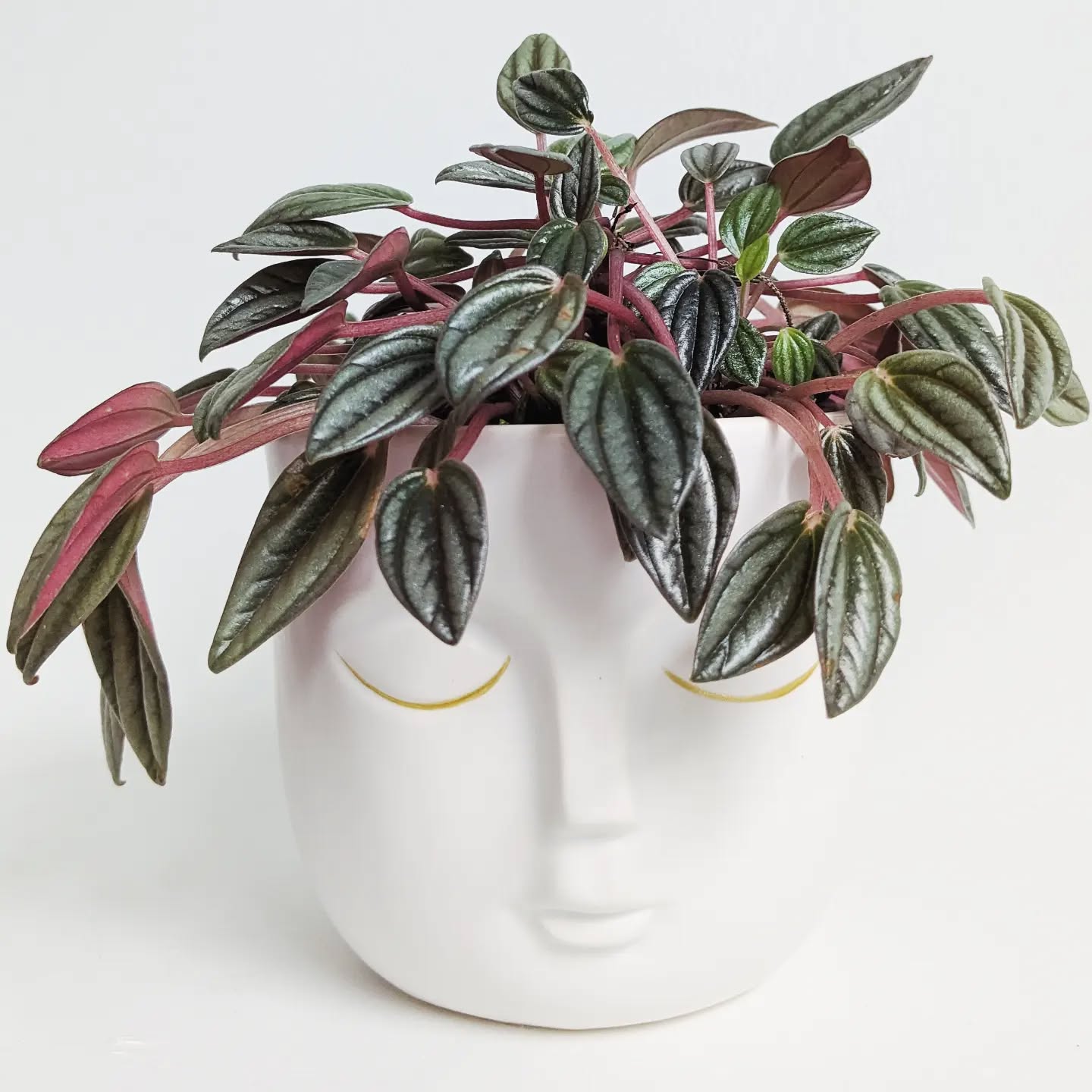 ๐๐ Has a plant helped you find your inner peace?
.
.
.
This peaceful pot is from the amazing @valleygirl.wolfville
.
.
.
.
#plantsaremystressbusters #plantcareisselfcare #plantsmakepeoplehappy #horticulturetherapy #plantdecor #plantsagram #houseplantsofinstagram #indoorplantsdecor