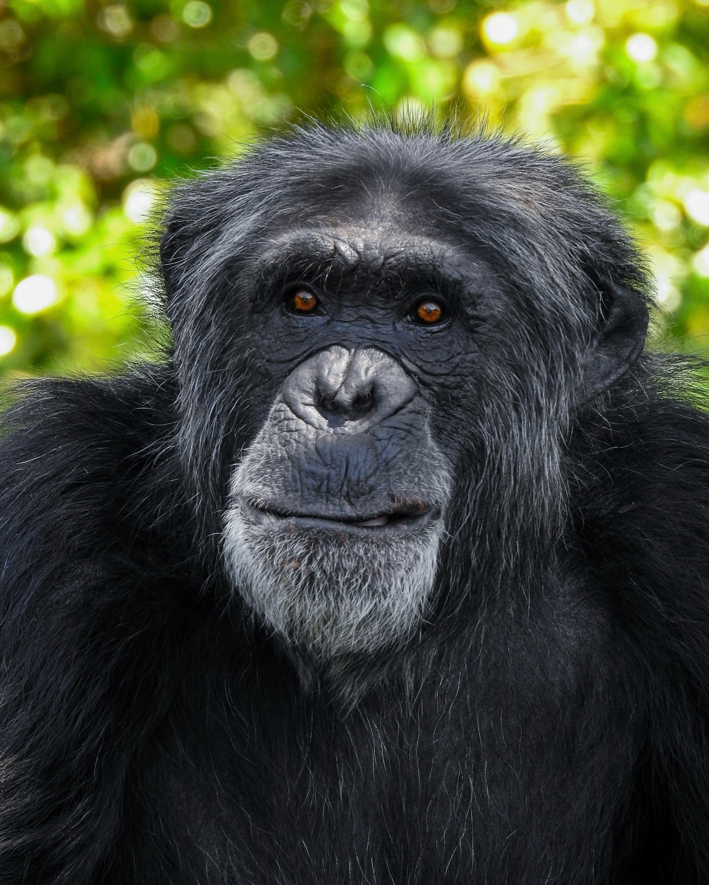 Curious Mind 🐵
.
📷: Nikon P900
.
.
JM Lens Caps
.
.
.
#Nikon #NikonP900 #JMLensCaps #photography #Ape #Chimpanzee #ZooMiami #Zoo #nature #SouthFlorida #Miami #Florida #SouthFloridaPhotography #Primate #ZooPhotography #AnimalConservation #Explore #photooftheday #lightroom #NikonPhotography