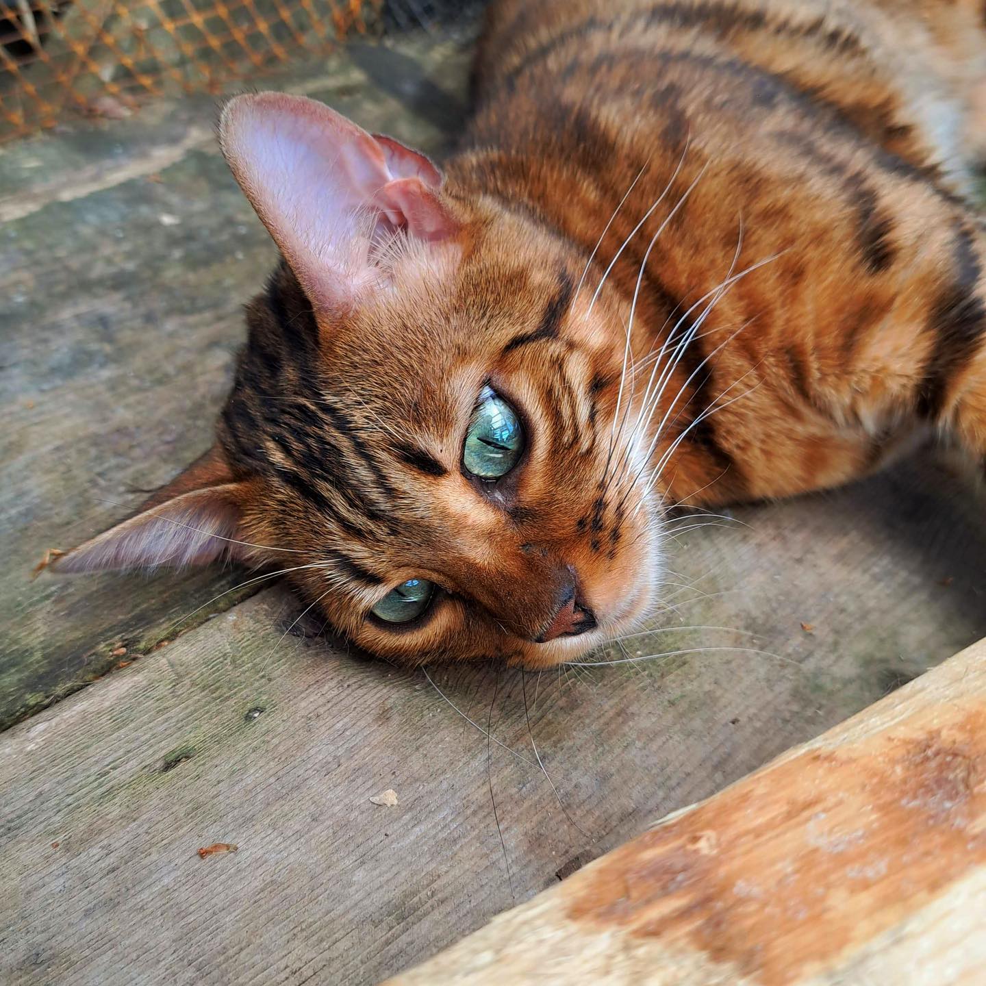 Notre belle reproductrice 🥰#queen #leranchdubengal #biggirl#catoftheday#catsofinstagram#catlover#eyes#love#beauty#goodday#catlife#passionchat#chatdamour#