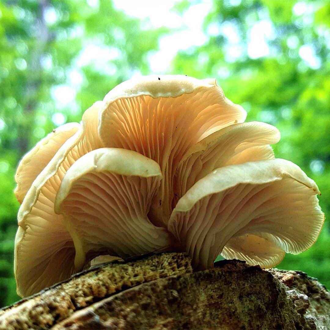 Stunning Oyster Mushrooms in the Forest
“I believe that mycelium is the neurological network of nature. Interlacing mosaics of mycelium infuse habitats with information-sharing membranes. These membranes are aware, react to change, and collectively have the long-term health of the host environment in mind. The mycelium stays in constant molecular communication with its environment, devising diverse enzymatic and chemical responses to complex challenges.” ― From the book ‘Mycelium Running: How Mushrooms Can Help Save the World’ by Paul Stamets
One of the easiest ways to increase fungi habitat is to help plant trees by switching your web browser to @Ecosia to plant trees for free while you search the web. Ecosia.org is the ‘search engine that plants trees’ by donating 80% of their advertising revenue to effective tree planting projects around the world with a focus on biodiversity hotspots.
Photo by @the_mushroom_ninja
Subscribe to @_trees_are_awesome for more inspiring nature content and to connect with easy ways to plant trees around the world.
#reforestation #generationrestoration #naturelearning #fungi #goneshroomin #shrooms #hongos #inspiredbynature #fungilove #fungiphotography #fungilover #fungiofinstagram #mycellium #mushrooms #mushroomsociety #mushroomsofinstagram #wildnature #naturebeauty #beauty_of_nature #wow_planet #naturegrams #givebacktonature #natureeducation #inspiredbynature_ #naturelifeearth #learnaboutnature #mycophile #mycology