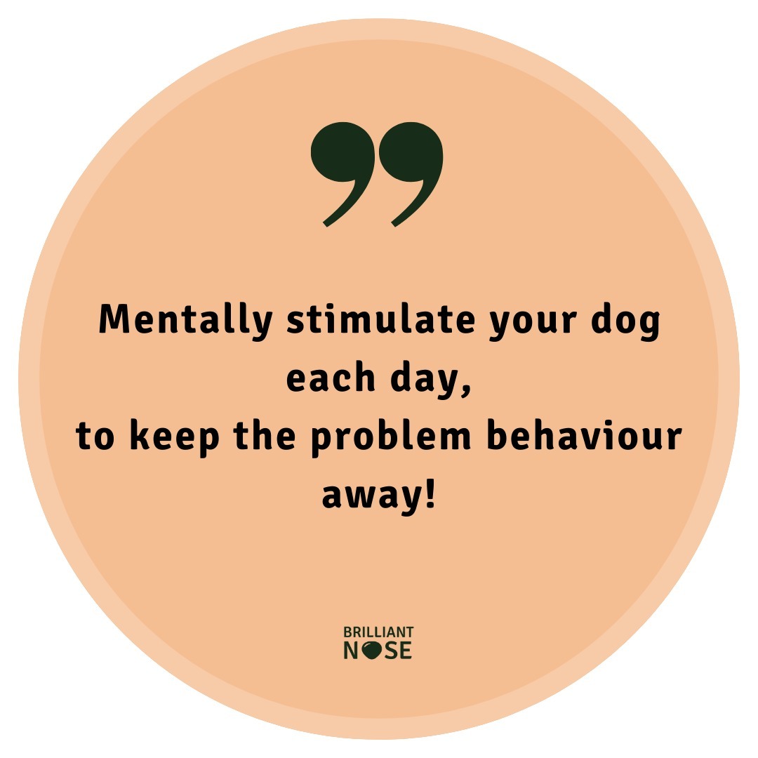 “Mentally stimulate your dog each day, to keep the problem behavior away! 🐾✨” -
Ok, so it’s not always that easy, but making sure that your dog gets some daily mental stimulation is a good place to start when you want to have a happy and balanced dog 🐕🧠
Most people know that dogs need food and walks every day. However, it’s equally important that they get mentally stimulated. Fifteen minutes of mental stimulation will also make a dog more tired than a short fifteen-minute walk 🥏🚶♂️
For example, if you have a dog who gets very excited when going on a walk, try mentally stimulating the dog before the walk, so that they can get rid of some excess energy before going out 🤔🐶
Mental stimulation activities can be searching for treats or objects, solving a problem, improving body balance, or learning a new trick 🕵️♀️🎓
If you haven’t been mentally stimulating your dog, start with 15 min per day and see what happens 🕒👀