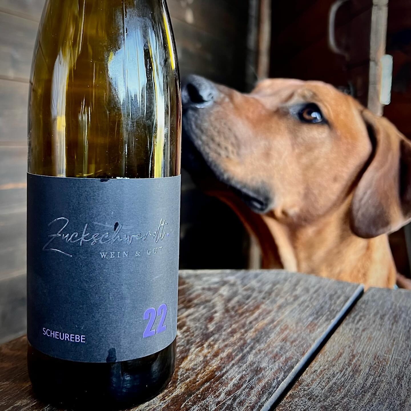 Mein bester Freund und Weinexperte Diego, ein Rhodesian Ridgeback, hat mal wieder seine exquisite Nase in den Wein gesteckt! 🐾🍷 Sein Name sollte eigentlich ‘Diego, der Weinflüsterer’ sein – er kann einfach die besten Tropfen erschnüffeln. 🍇 Wer braucht schon einen Sommelier, wenn man einen vierbeinigen Weinliebhaber hat? Prost, Diego! 🥂 #DiegoDerWeinflüsterer #RhodesianRidgebackSommelier #WineTimeWithMyFurryConnoisseur #ridgeback #fellnase #rhodesianridgeback