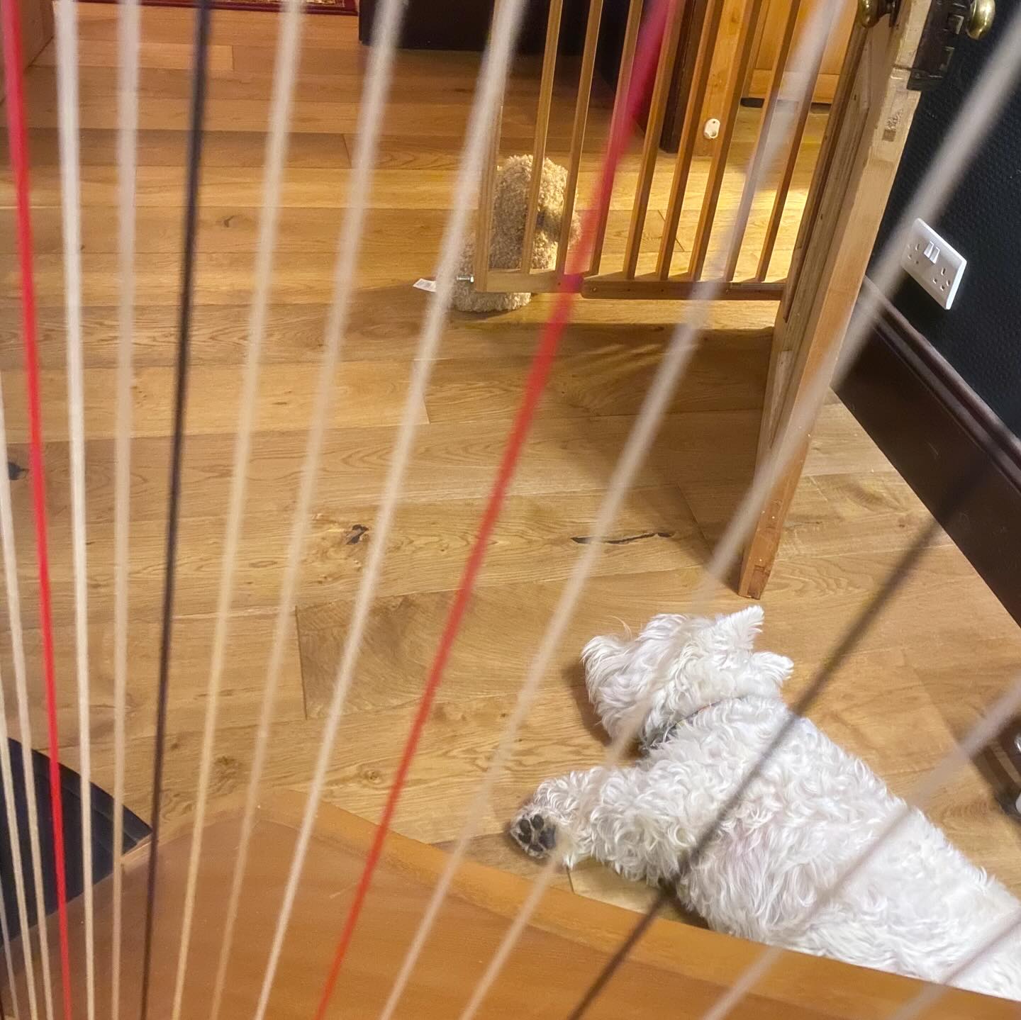Tell me about your practice buddies. ✨🐶
#harp #harpist #musicianpets #dogstagram #bordercollie #westhighlandterrier #rescuedogs #practicepet #musictherapist #observations