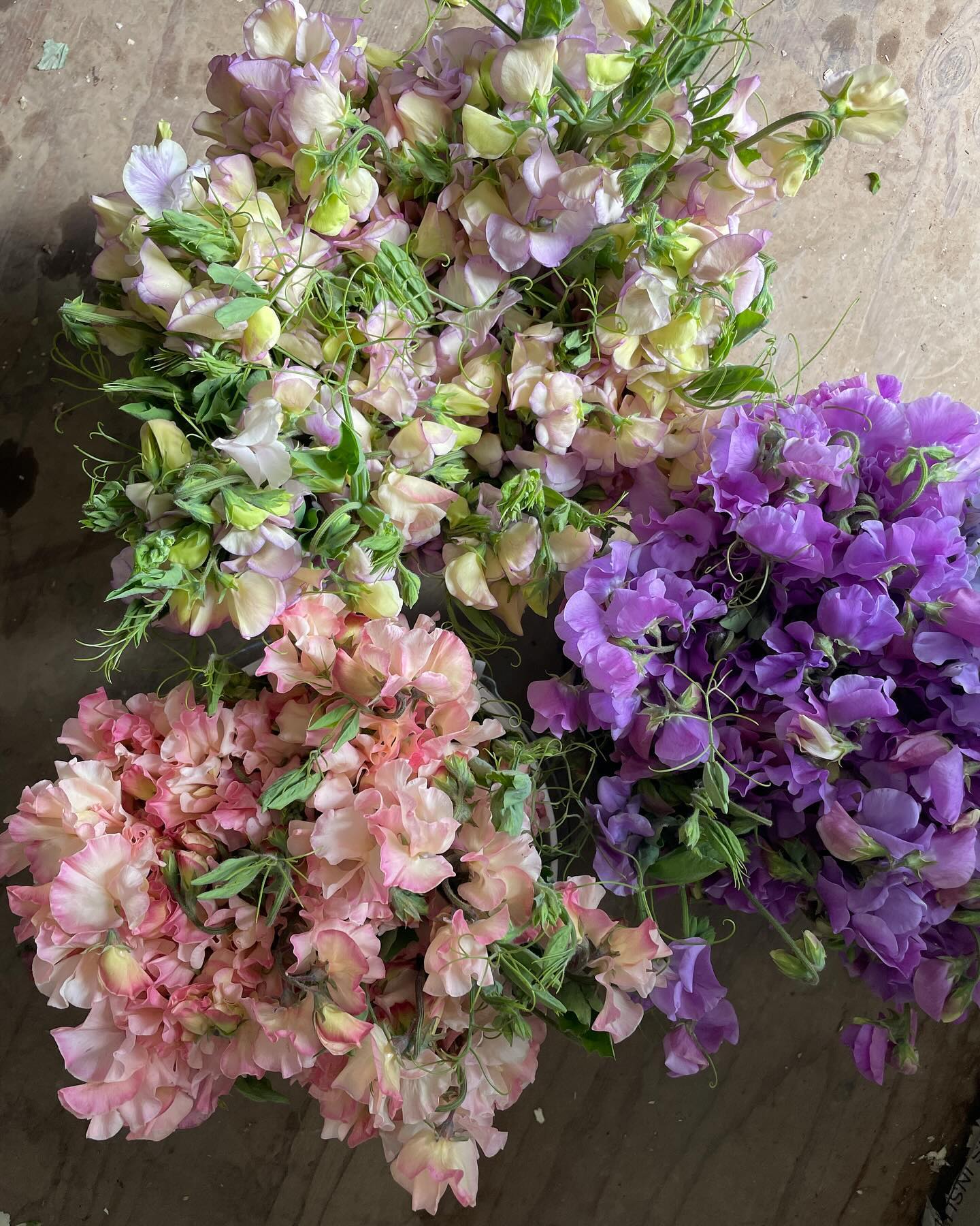 May is a funny shoulder season for us, post-spring but pre-summer. Itās challenging for us to overwinter flowers that would bloom during this time, as we donāt have much ground to spare in fall, our one hoop house is precious real estate, and only a couple fields stay dry enough through the winter. Ranunculus is a big spring crop for us that earns its keep in the prime real estate. Weāve been planning some creative ways that we can close the gap in 2025 (or lessen it, anyways) and feeling excited about this time next year! Itās fun to get better and better at a thing over time, aināt it!? Thanks to our floriferous sweet pea crop for holding us over until we start cutting the first summer crops in two weeks (!)