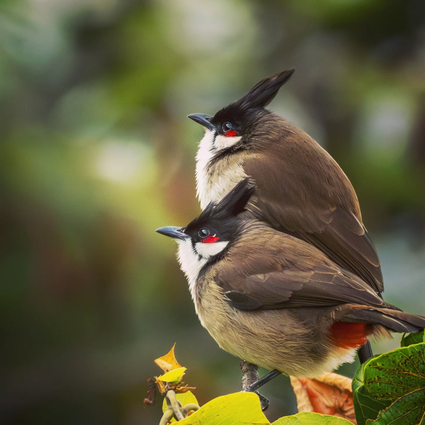 A pair of adorable puffed up Red-whiskered bulbuls. Native to Asia but found worldwide.
@aneyefordetails
#bird #birds #birdphotography #birdsofinstagram#animalsofinstagram #wildlifeofinstagram #wildlifephotography #nature #naturephotography #wild_perfection #wildlifeaddicts #live_love_wildlife #bns_birds #planetearth #nationalgeographic #saveourplanet