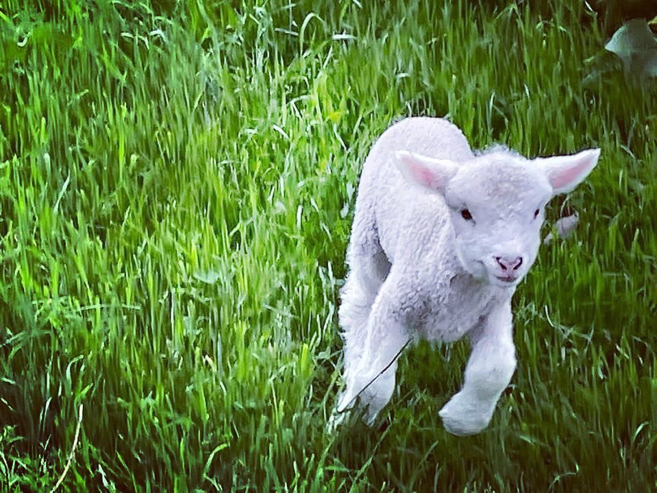 We have 8 little orphans at the moment.. 🖤🐑 @bimbimbi_place_of_many_birds #minimowers #baaramewe #orphanlambs #toocute