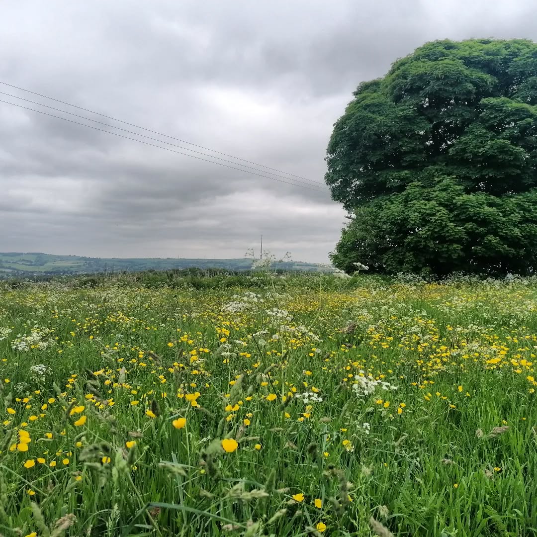 Looking out over the fields to Thurstonland.