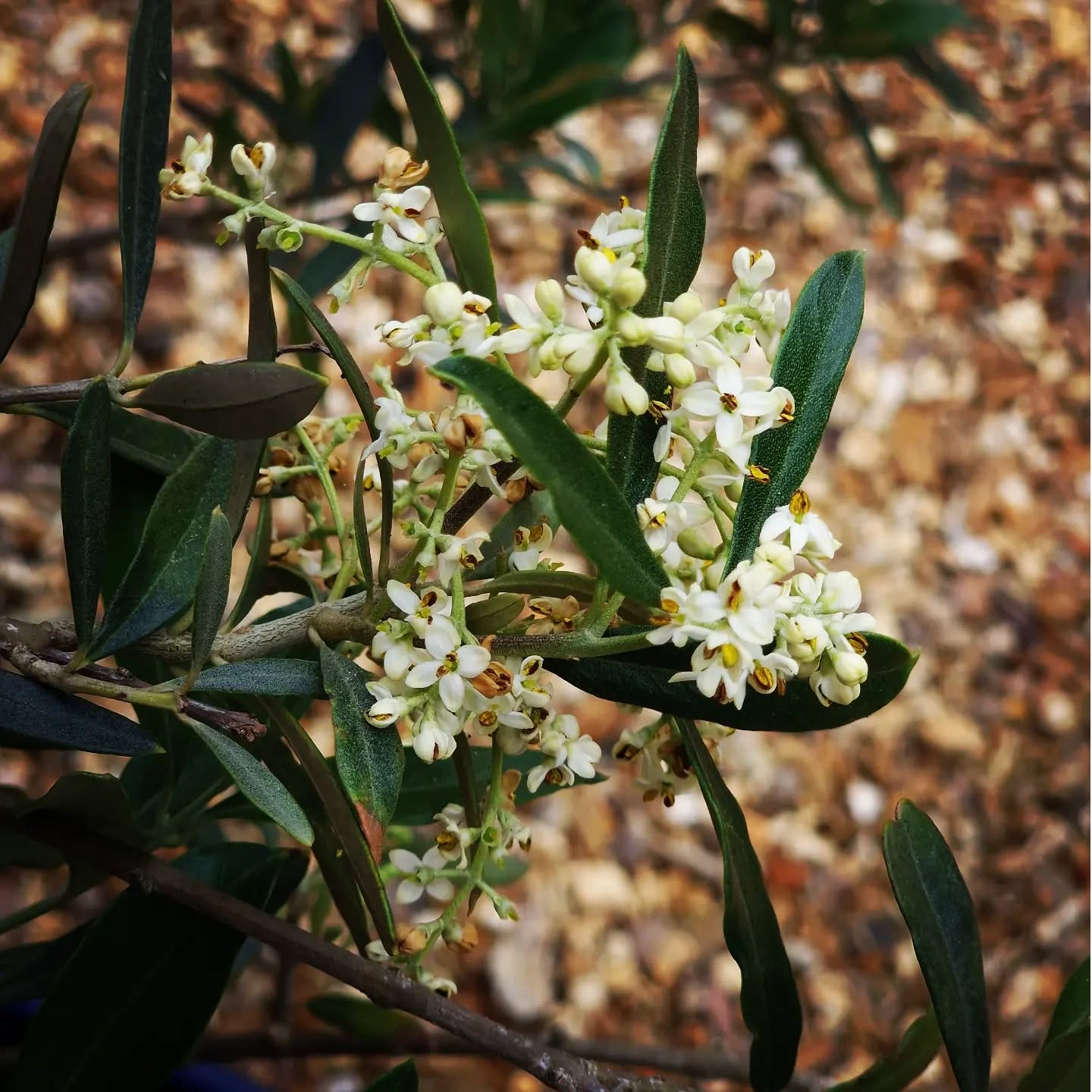 "If some of the branches have been broken off, and you, though a wild olive shoot, have been grafted in among the others and now share in the nourishing sap from the olive root, do not consider yourself to be superior to those other branches" (Romans 11:17-18 NIV) #olives #naturephotography #bible #fruit #creation #tree #newtestament #photography #scripture #olivetree #olive #newgrowth #lettersofpaul #discipleship